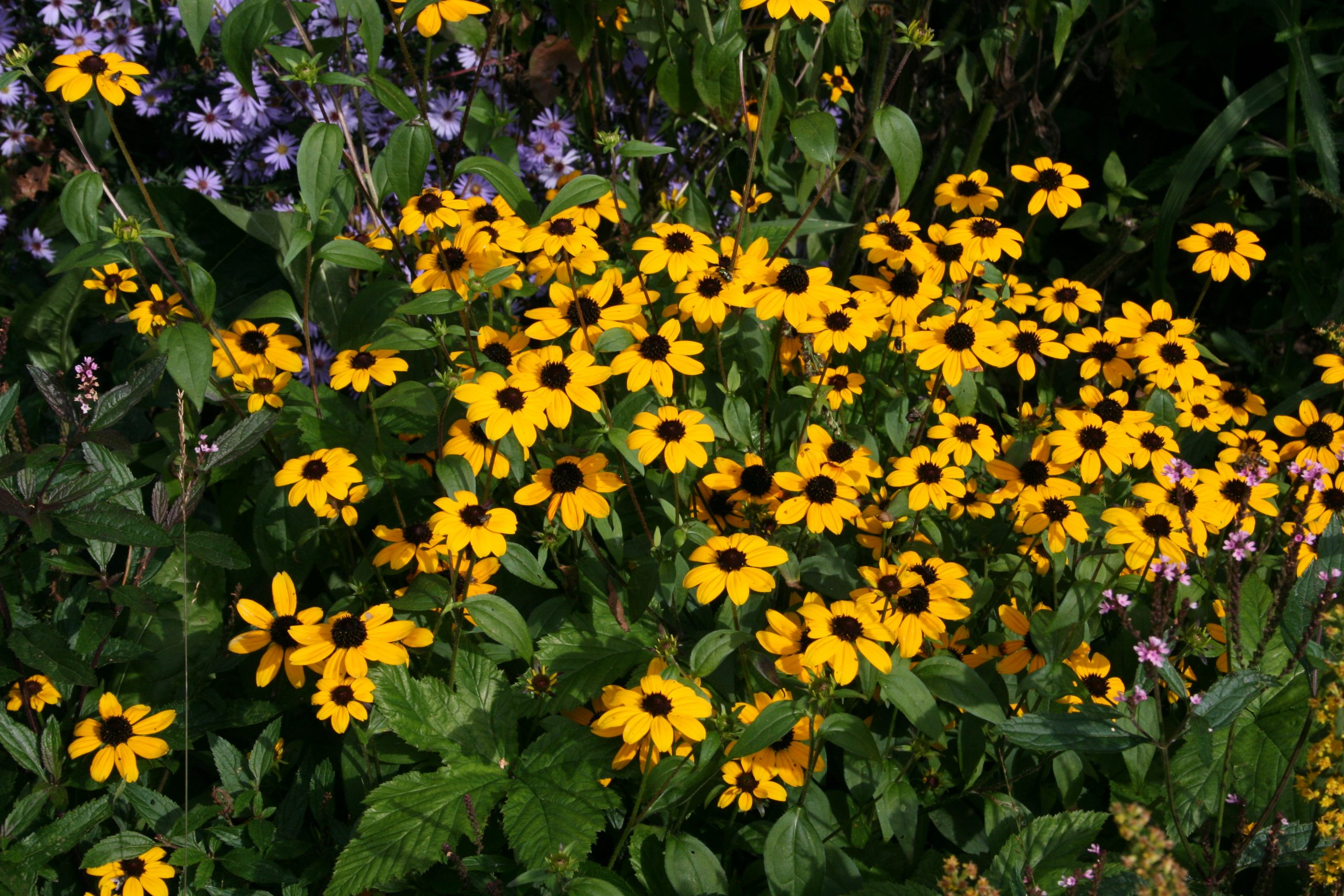 4007_rudbeckia_triloba_SS_001.jpeg