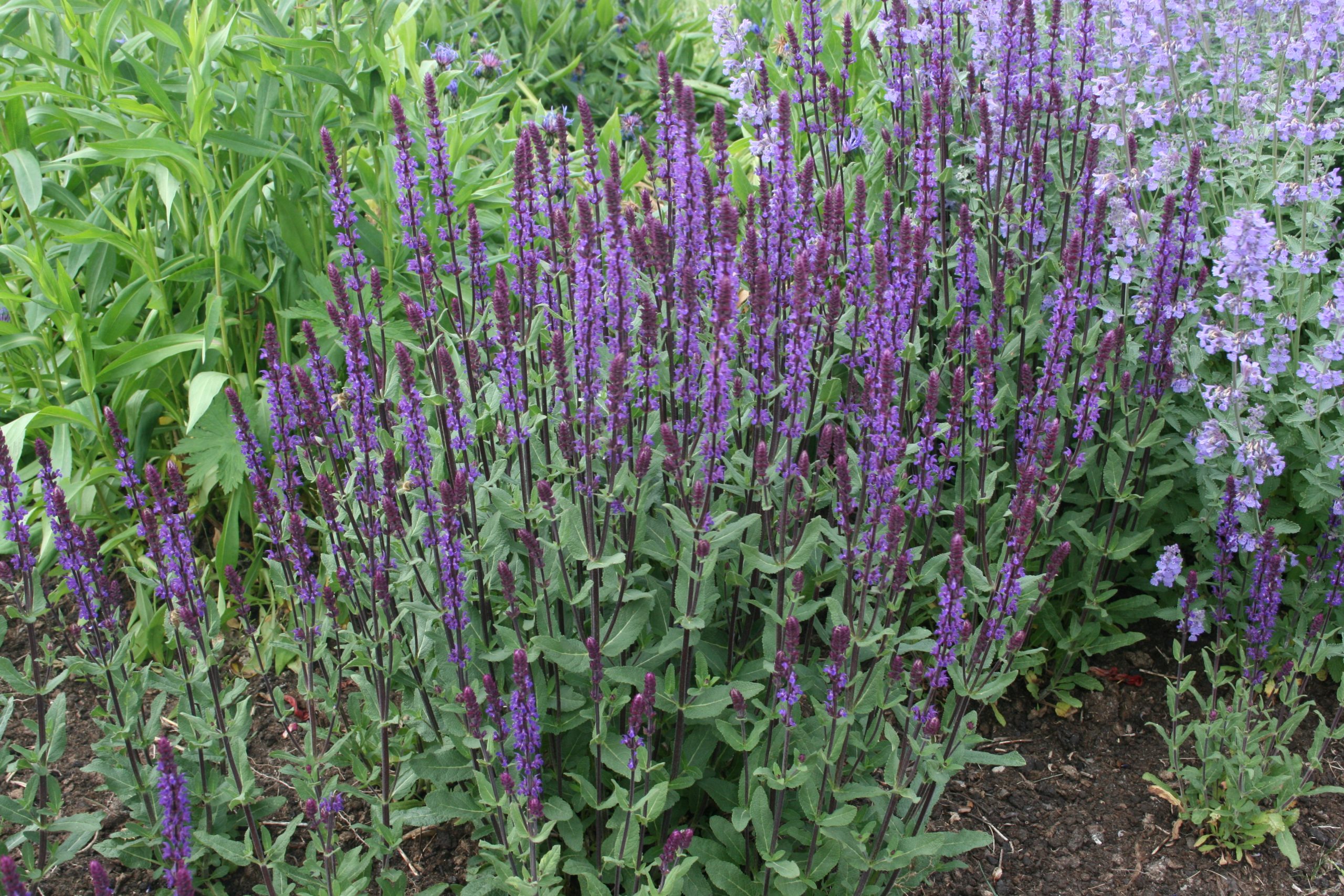 4040_salvia_nemorosa_caradonna_SS_001-1.jpeg
