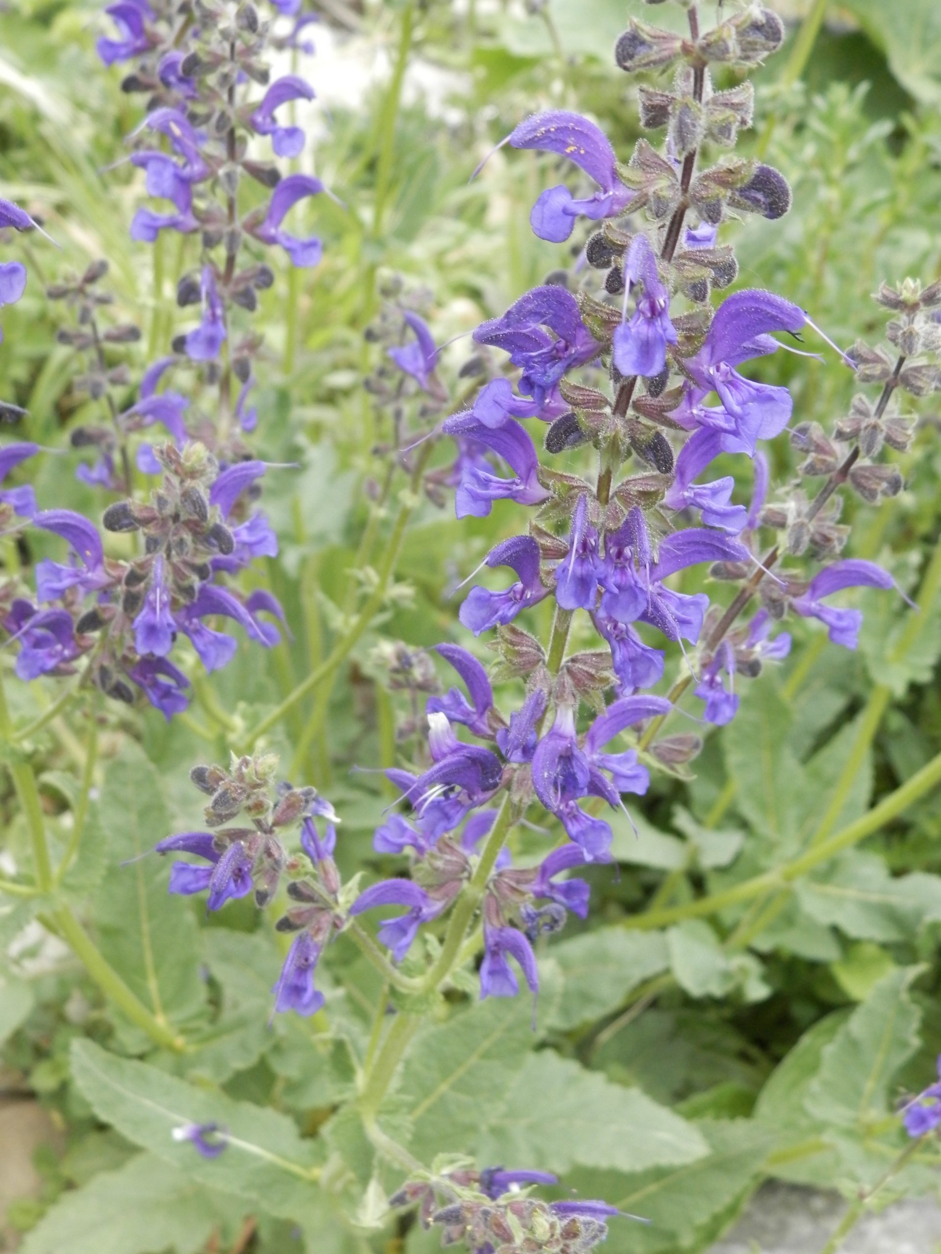 4073_salvia_pratensis_XS_001.jpeg