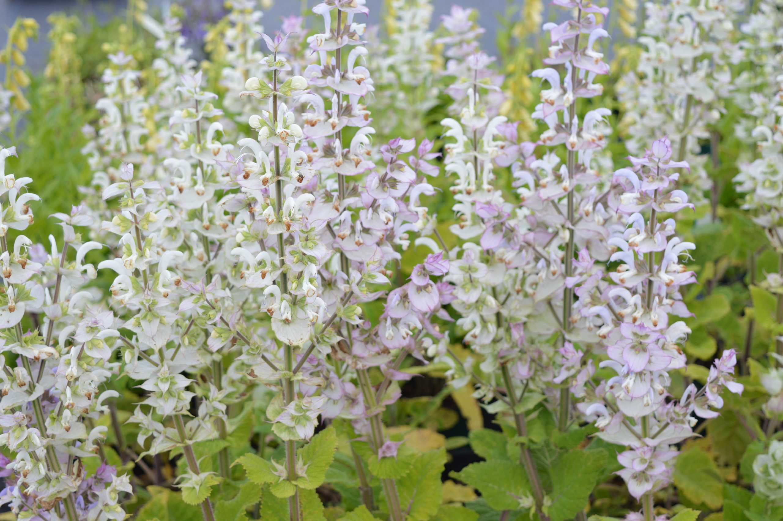 4082_salvia_sclarea_vatican_white_SS_002.jpeg
