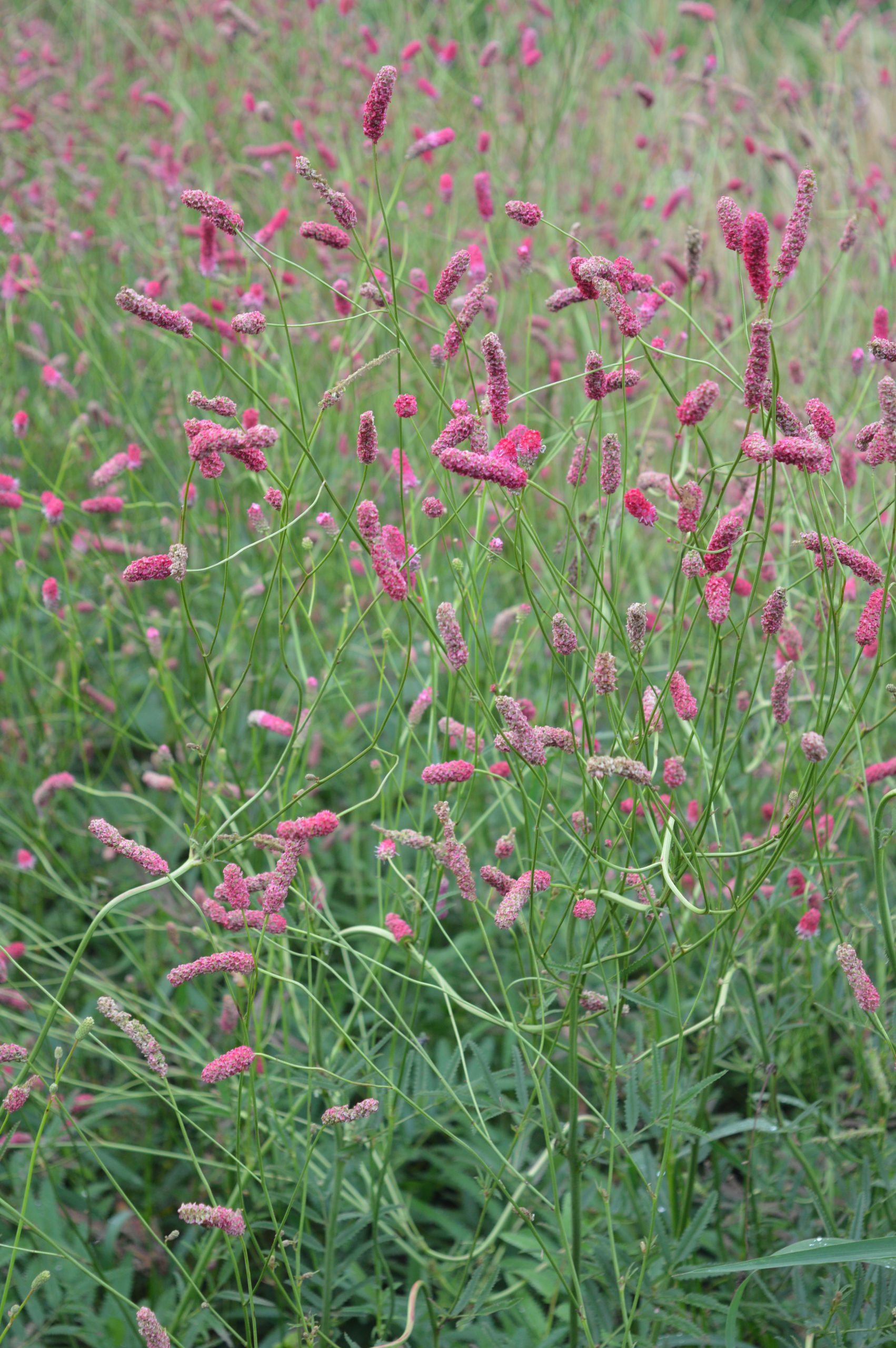 4109_sanguisorba_tenuifolia_pink_elephant_SS_001.jpeg