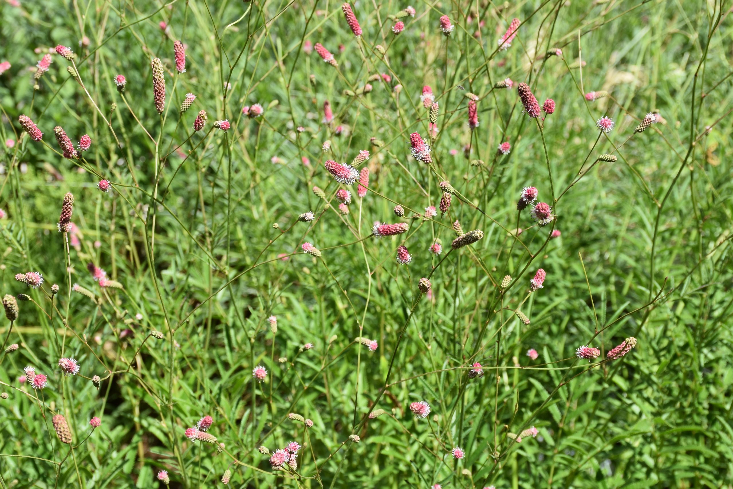 4110_sanguisorba_tenuifolia_pink_elephant_XS_002.jpeg
