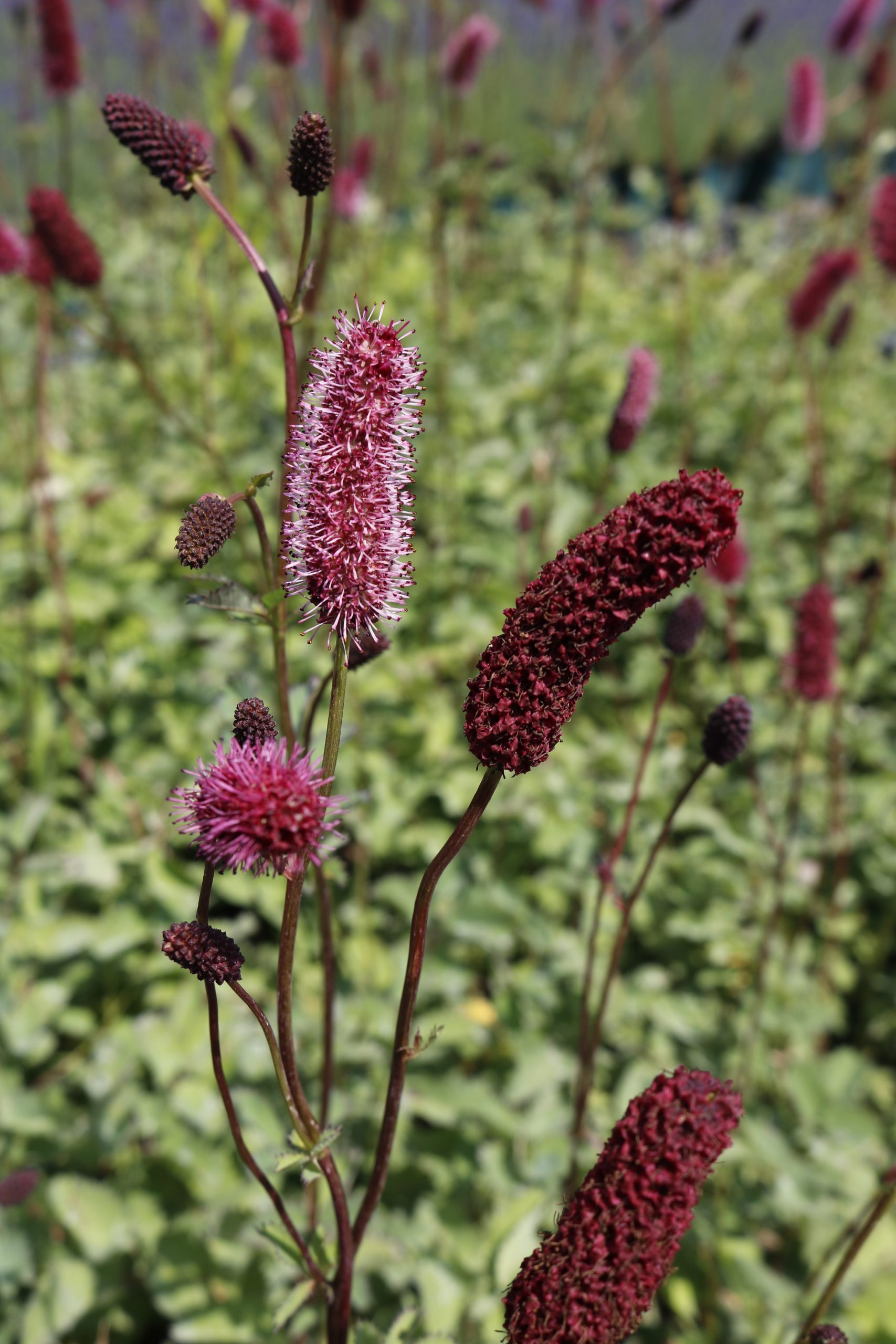 4116_sanguisorba_cultorum_scapino_XS_004.jpeg