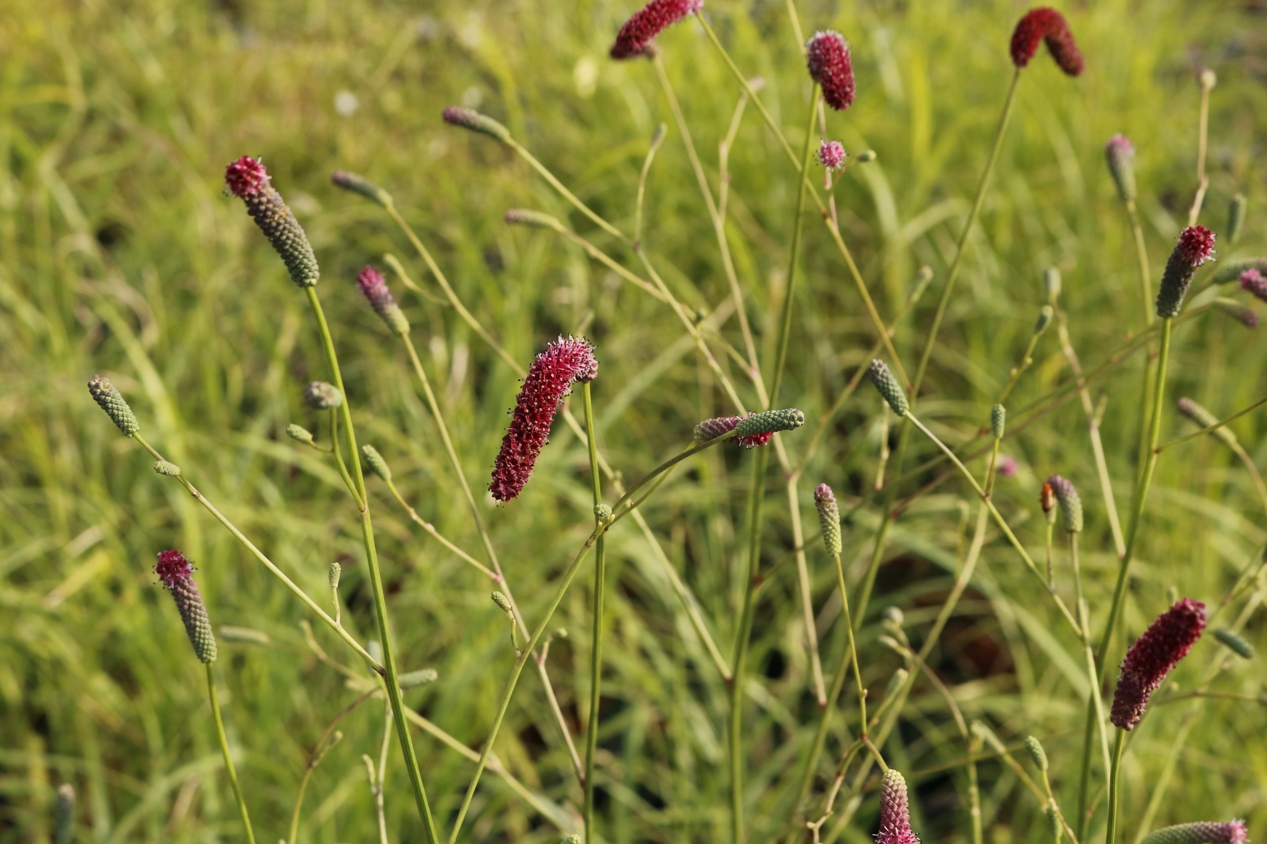 4117_sanguisorba_cultorum_scapino_XS_005.jpeg