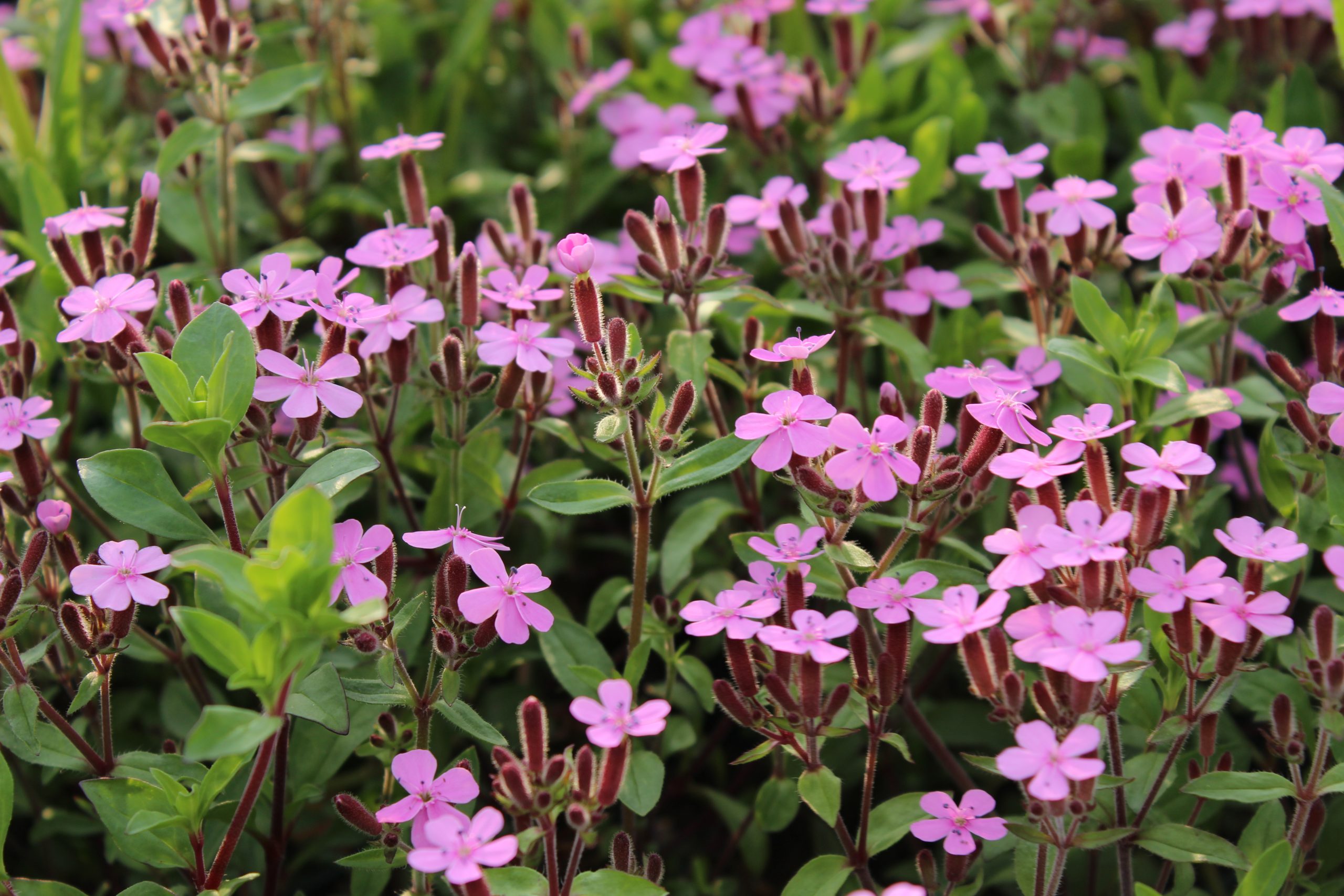 4124_saponaria_ocymoides_SS_002.jpeg