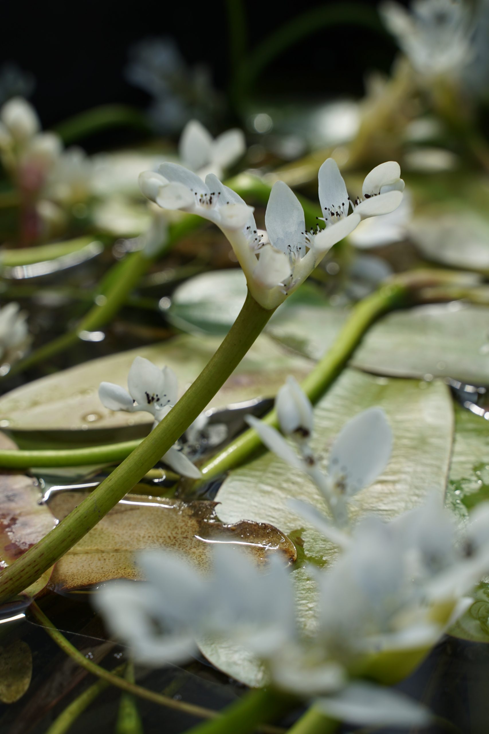 414_aponogeton_distachyos_SS_003.jpeg
