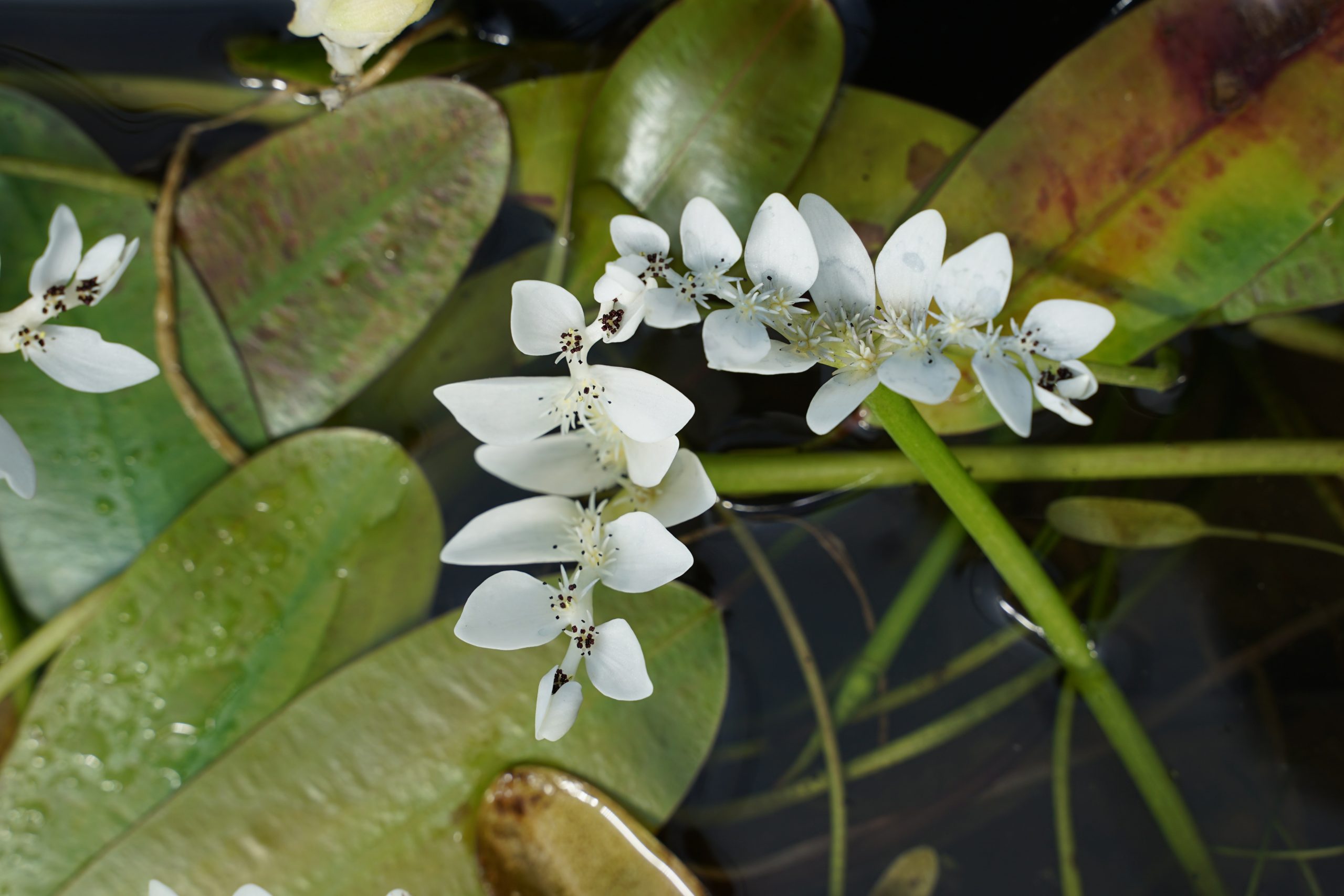415_aponogeton_distachyos_SS_004.jpeg