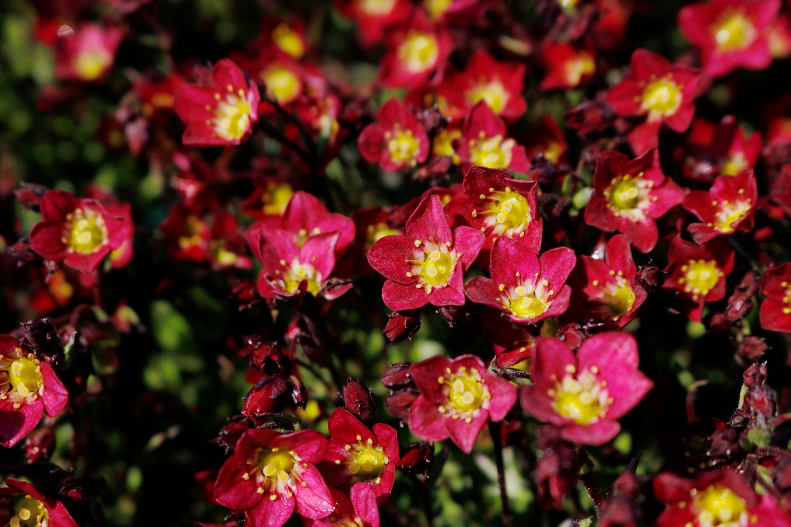 4164_saxifraga_arendsii_rockred_XS_001.jpeg