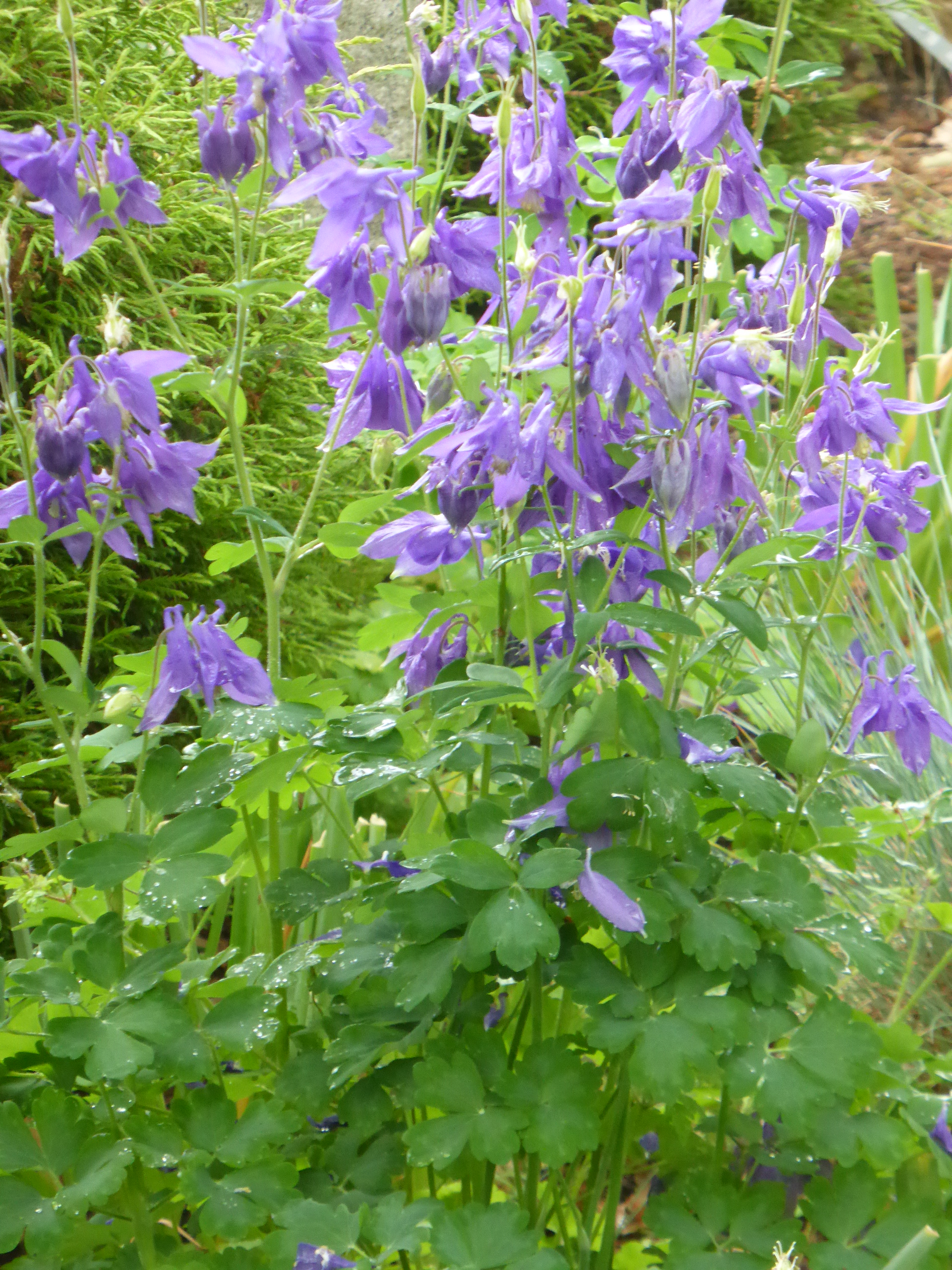 416_aquilegia_alpina_SS_001.jpeg