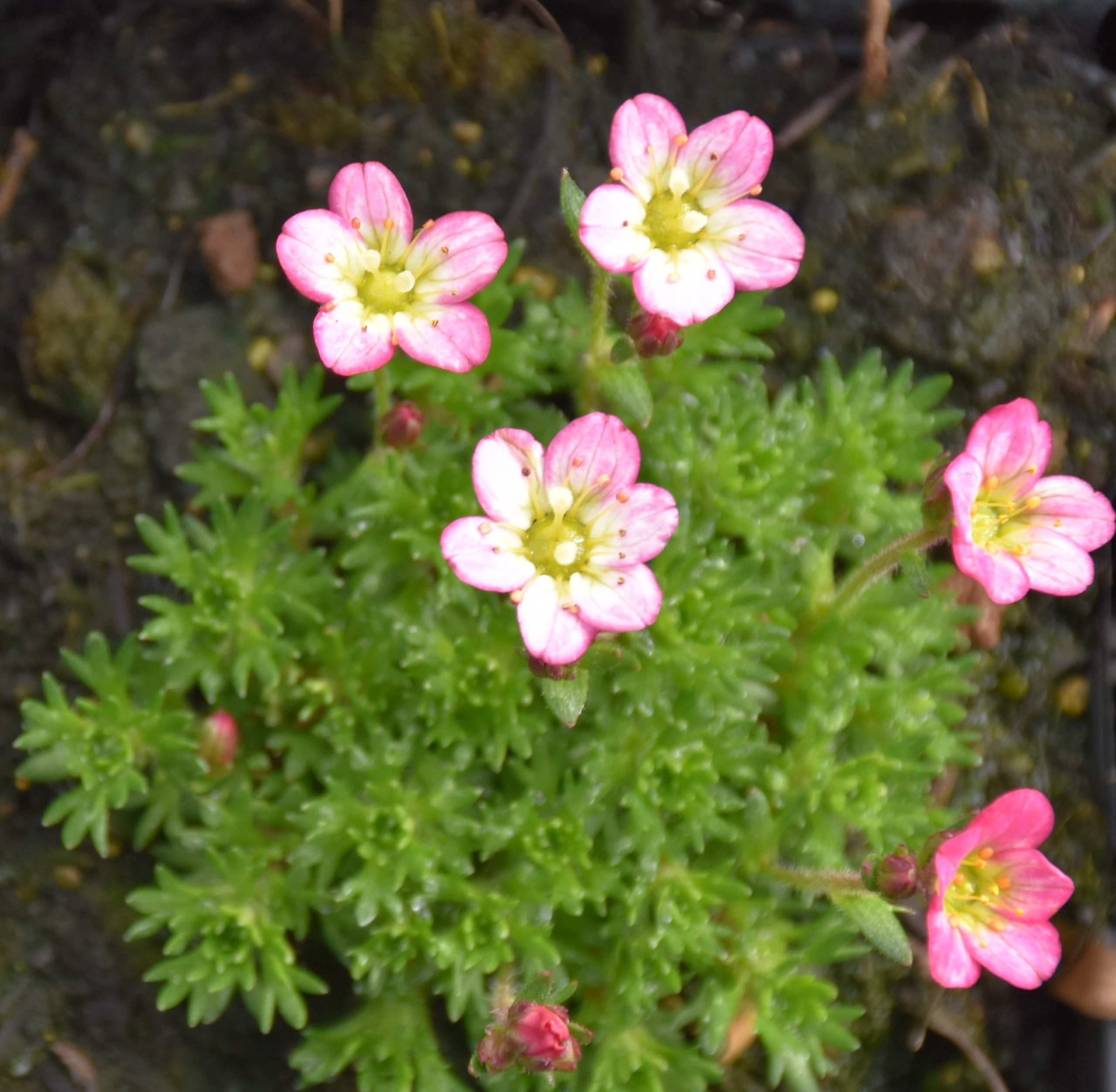 4171_saxifraga_arendsii_XS_002.jpeg