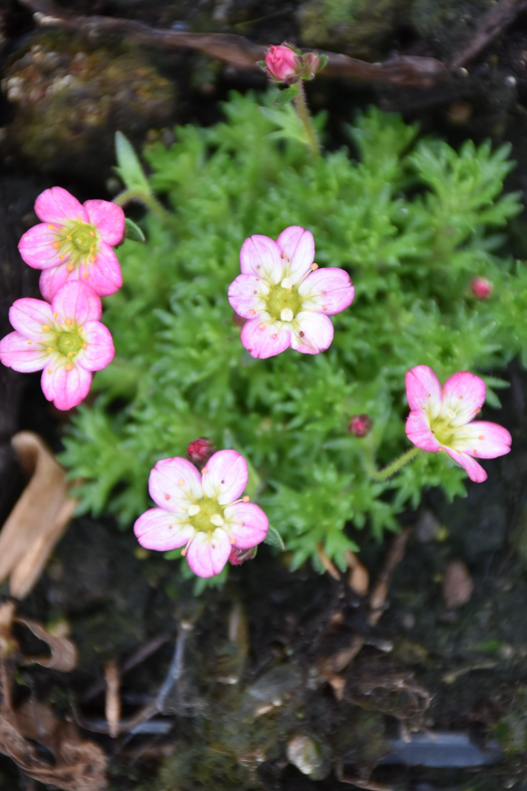 4172_saxifraga_arendsii_XS_003.jpeg