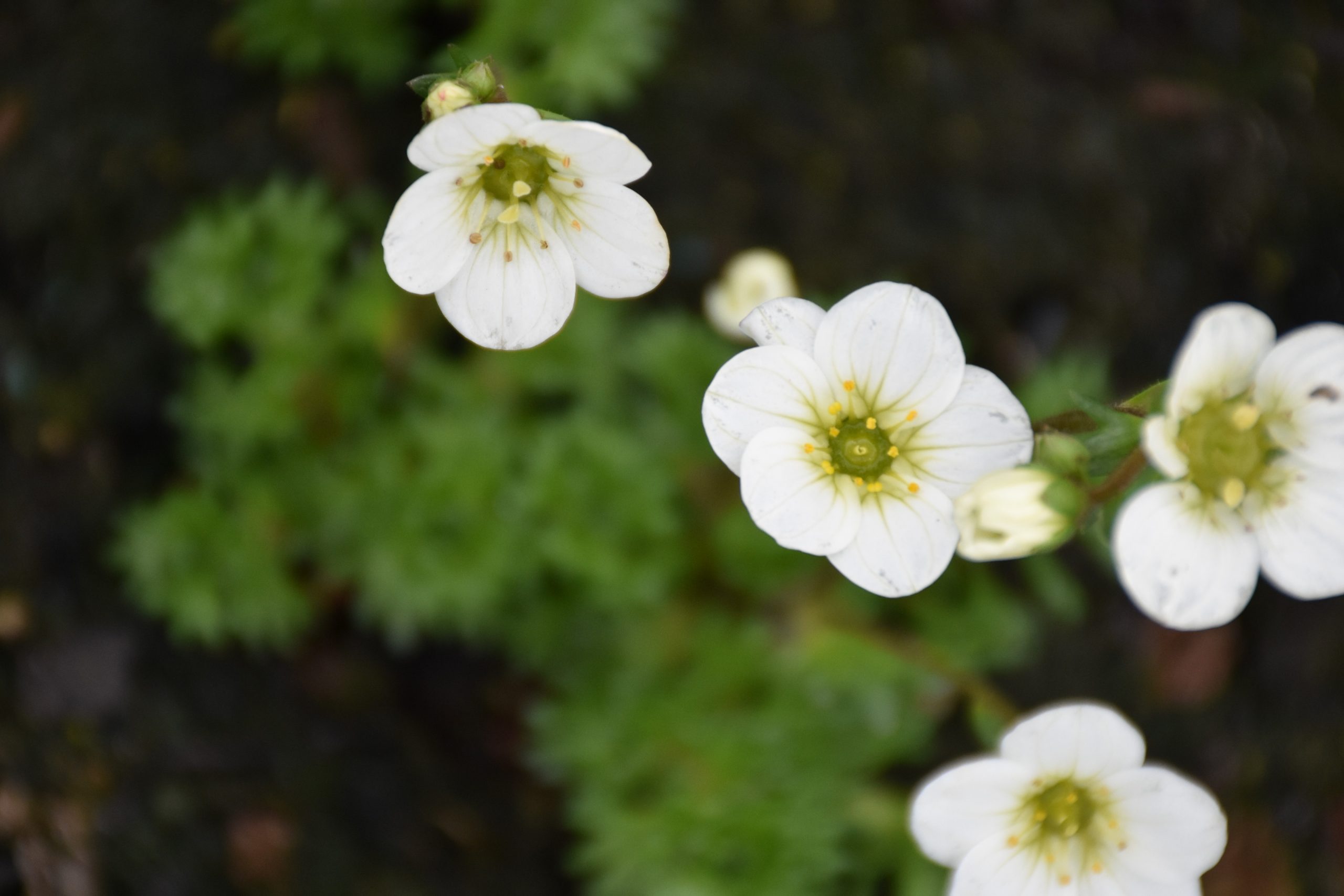 4174_saxifraga_arendsii_XS_001.jpeg
