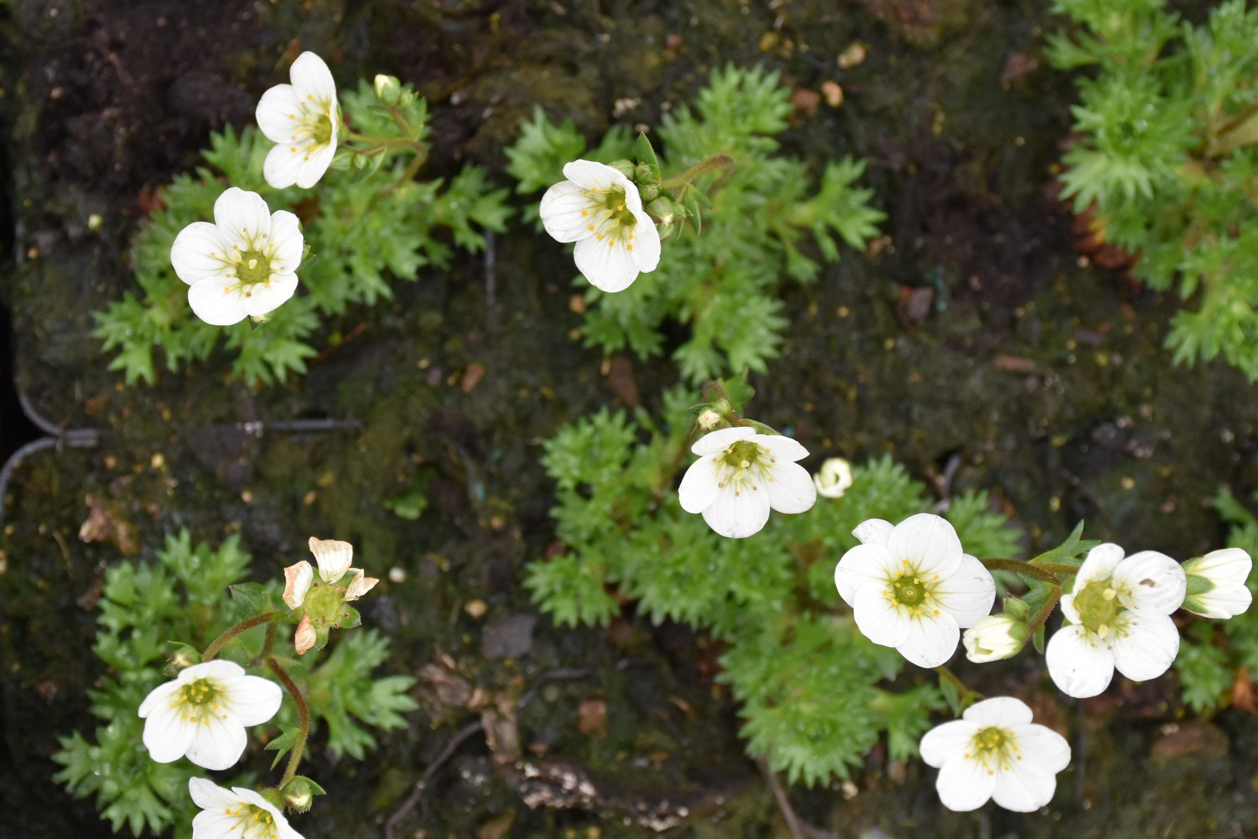 4175_saxifraga_arendsii_XS_002.jpeg