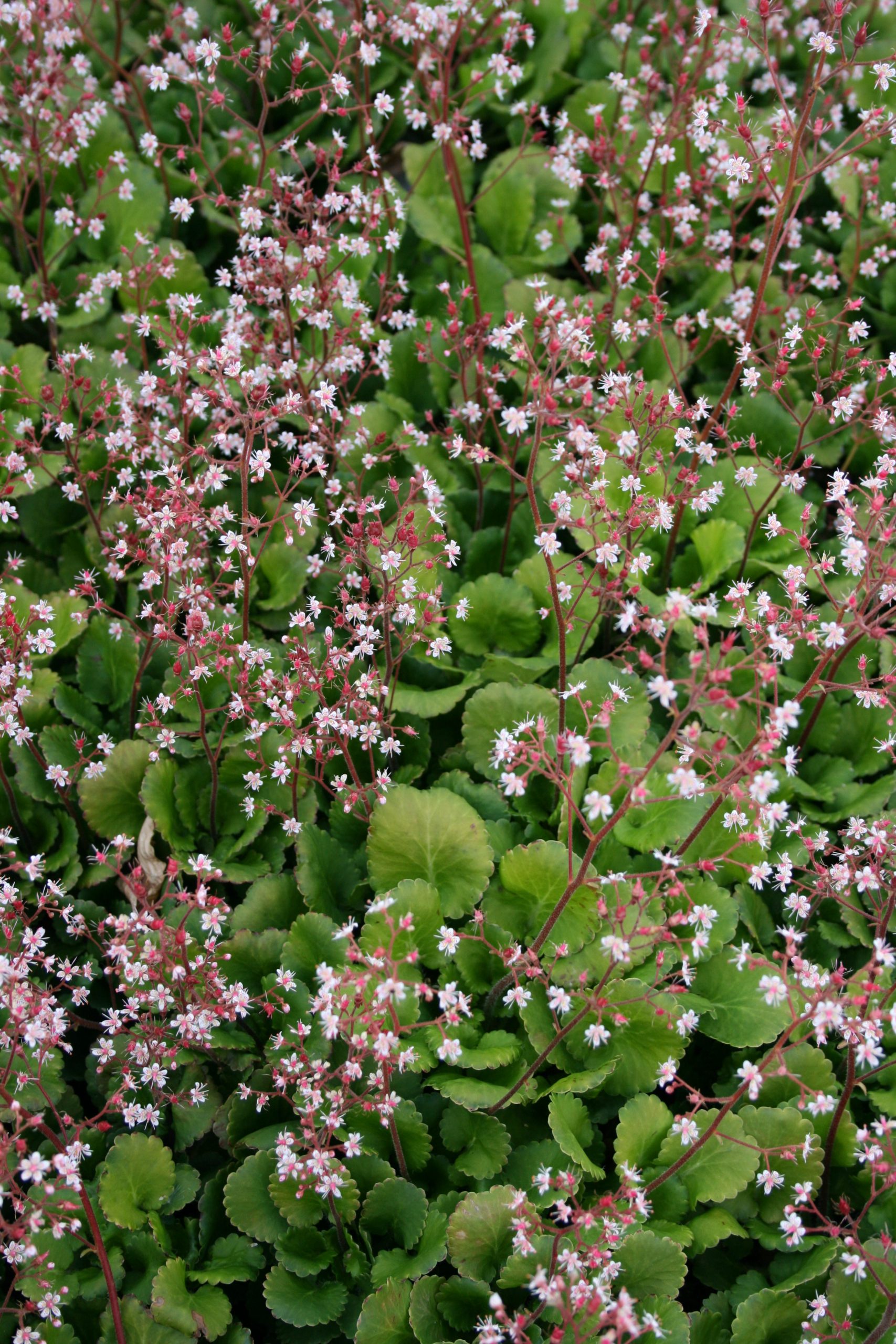 4176_saxifraga_urbium_SS_001-1.jpeg