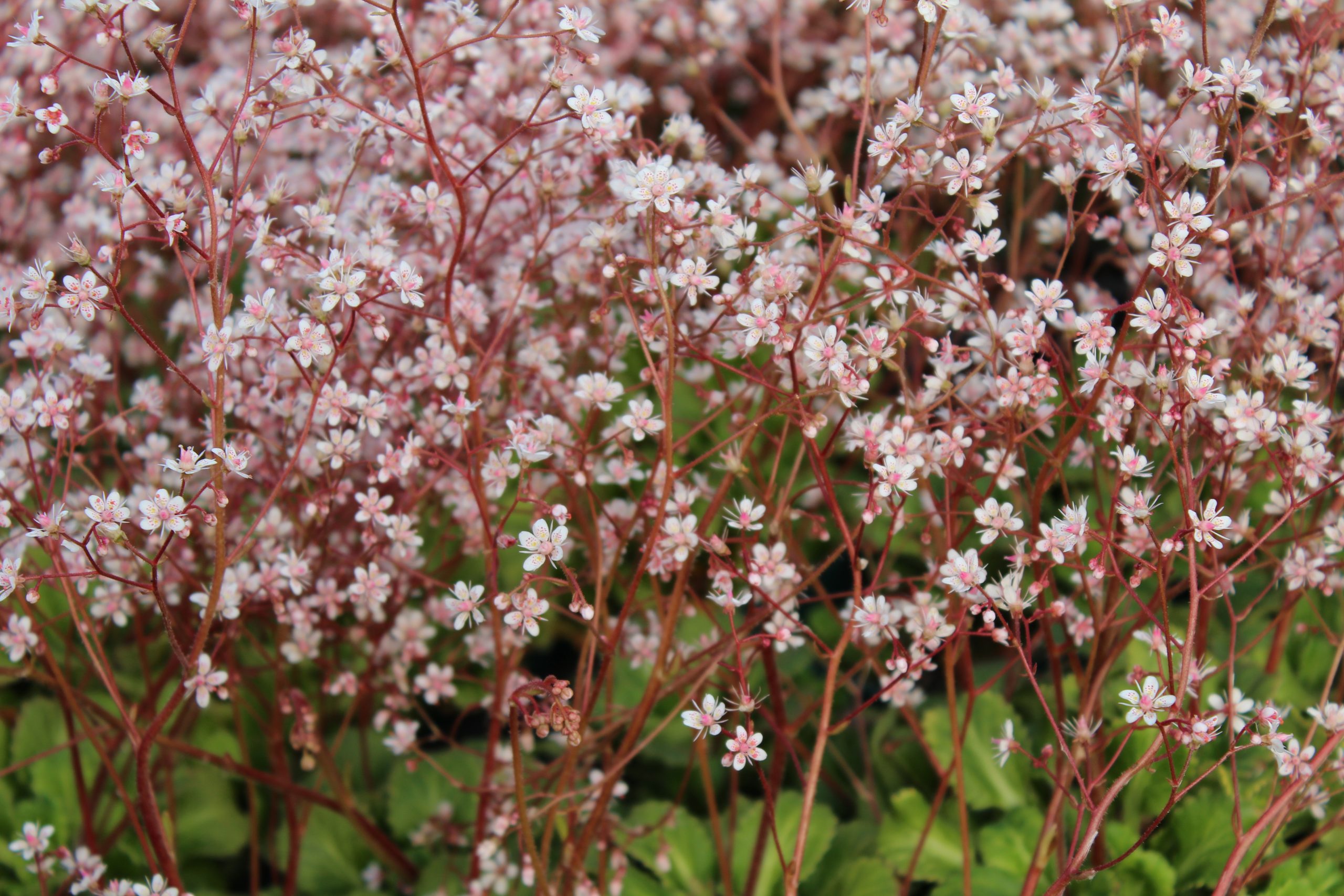 4179_saxifraga_urbium_SS_004-1.jpeg