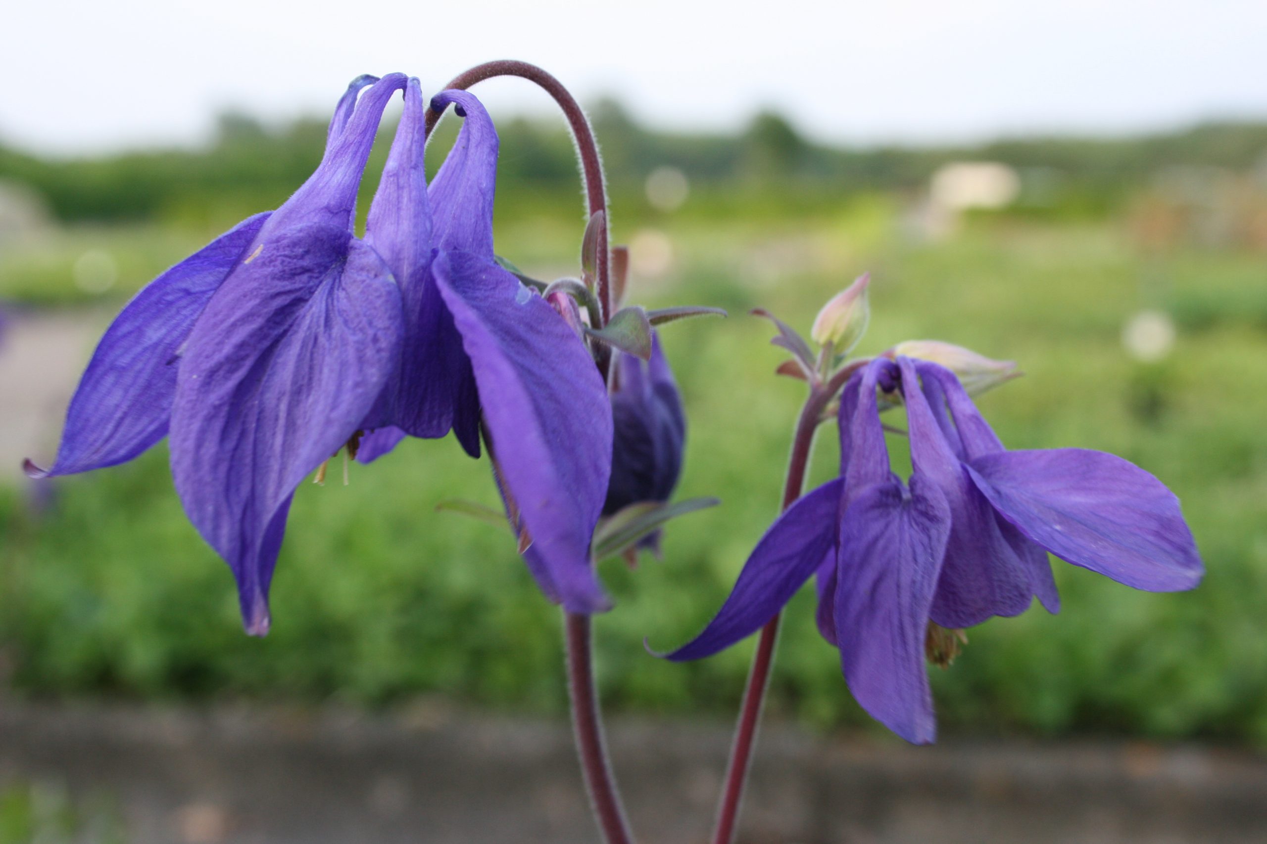 417_aquilegia_alpina_SS_002.jpeg