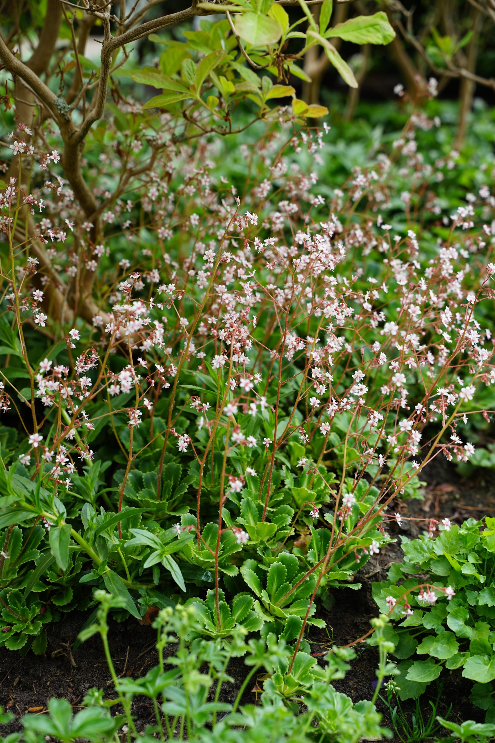 4180_saxifraga_urbium_SS_005-1.jpeg