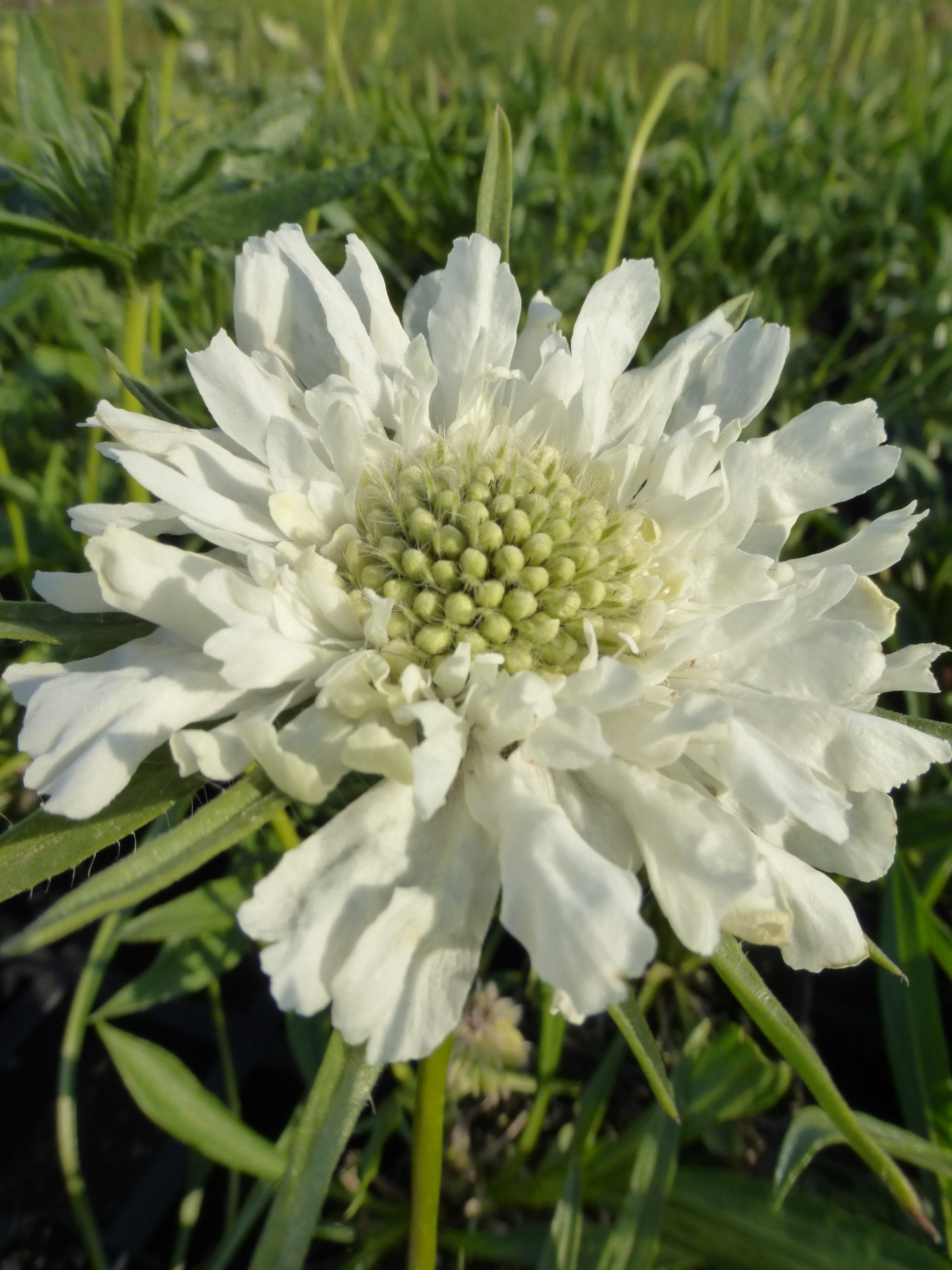 4184_scabiosa_caucasica_perfecta_alba_SS_001-1.jpeg
