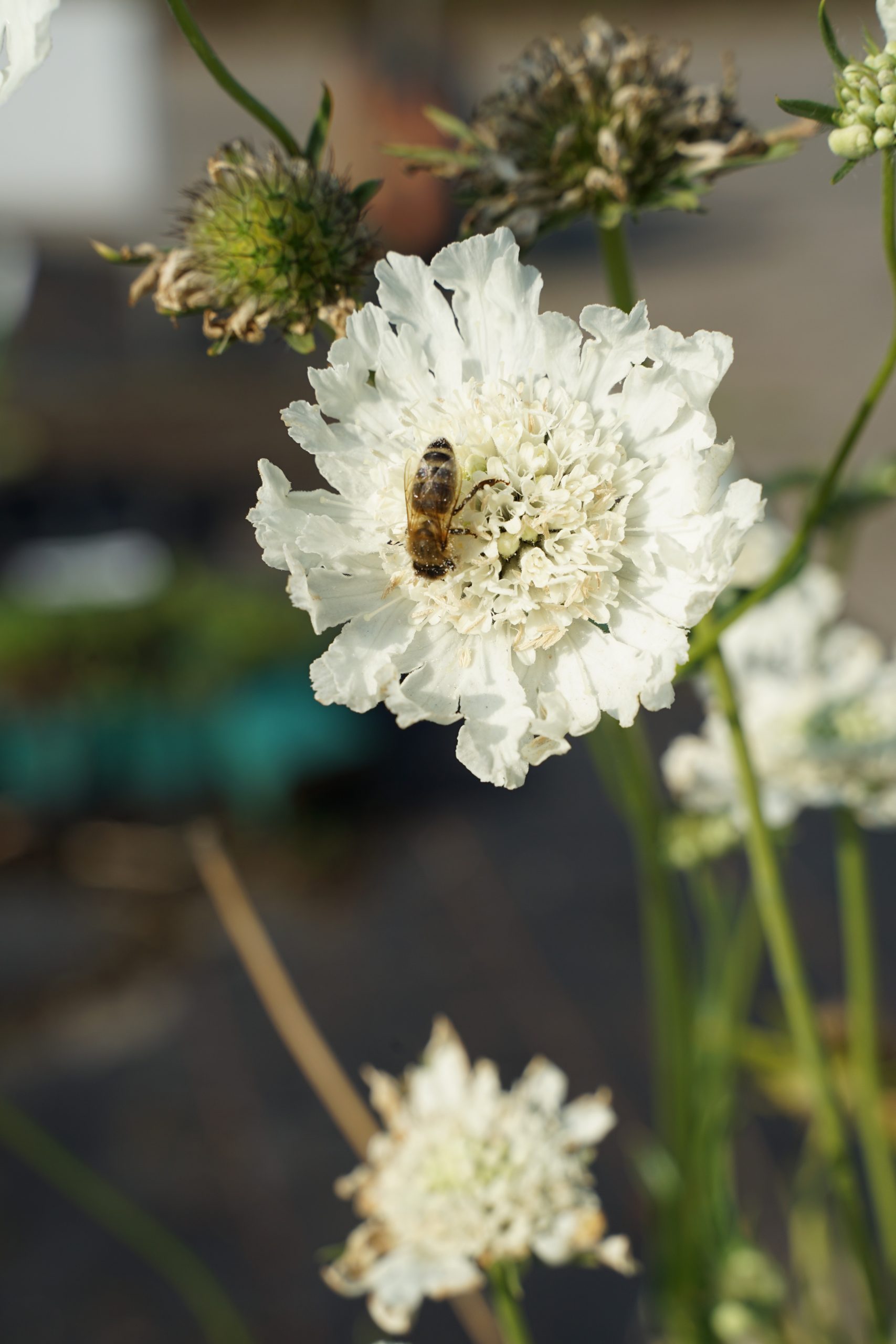 4186_scabiosa_caucasica_perfecta_alba_SS_003-1.jpeg