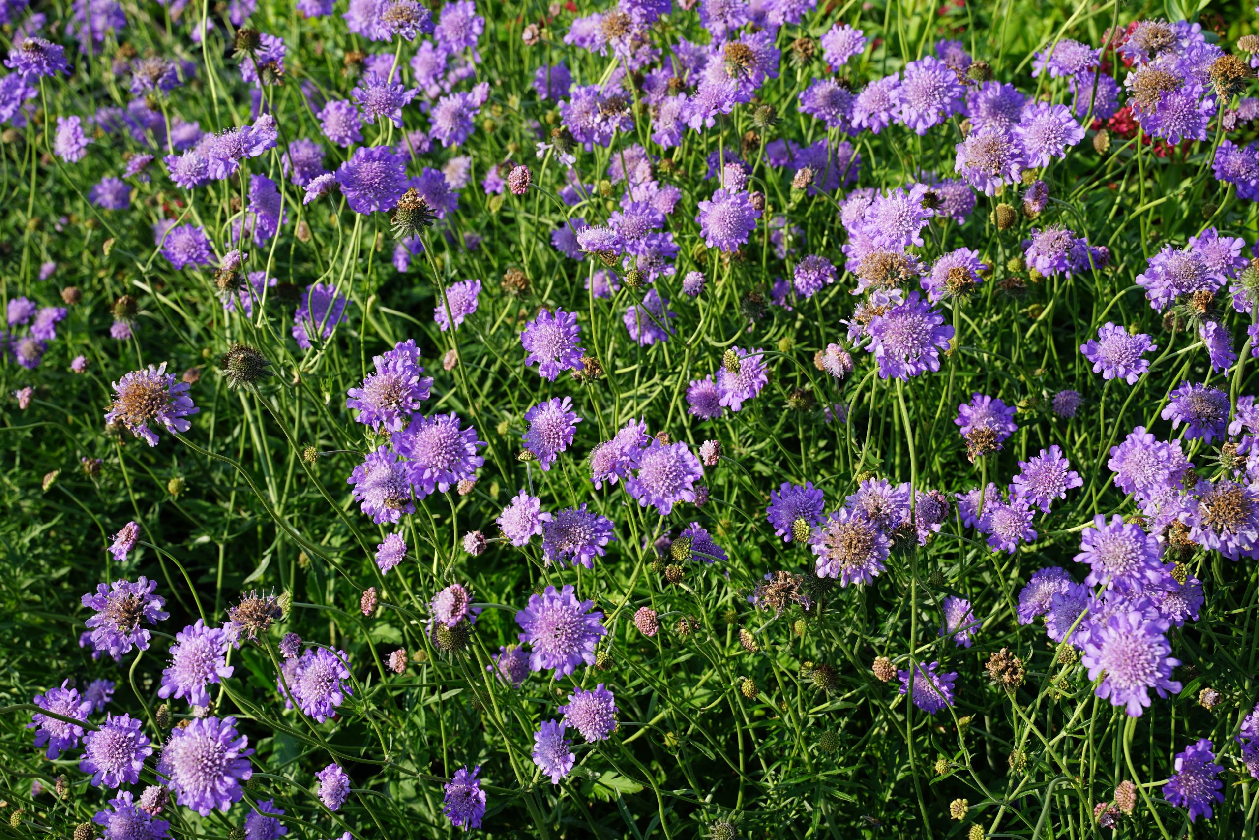 4187_scabiosa_columbaria_butterfly_blue_SS_001.jpeg