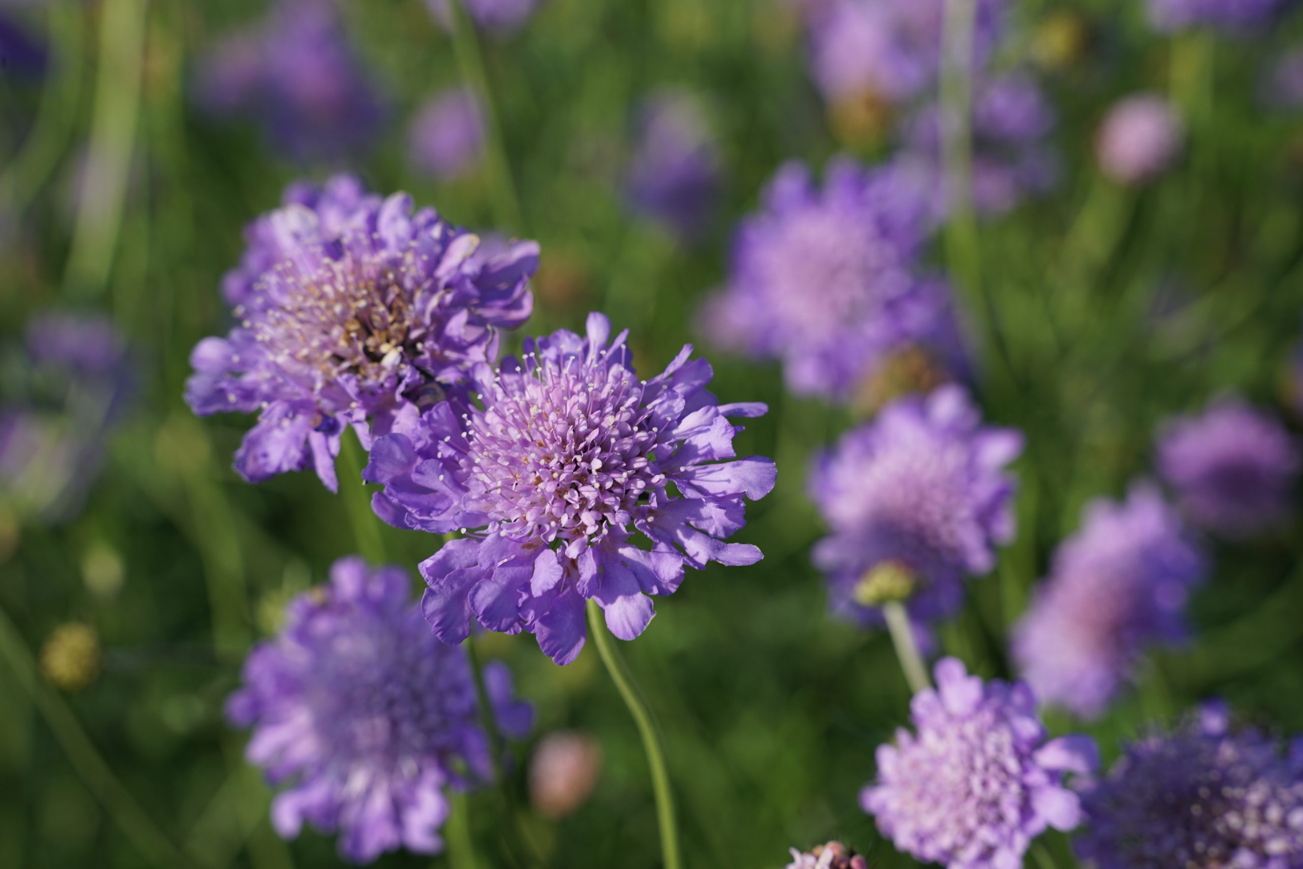 4188_scabiosa_columbaria_butterfly_blue_SS_002.jpeg