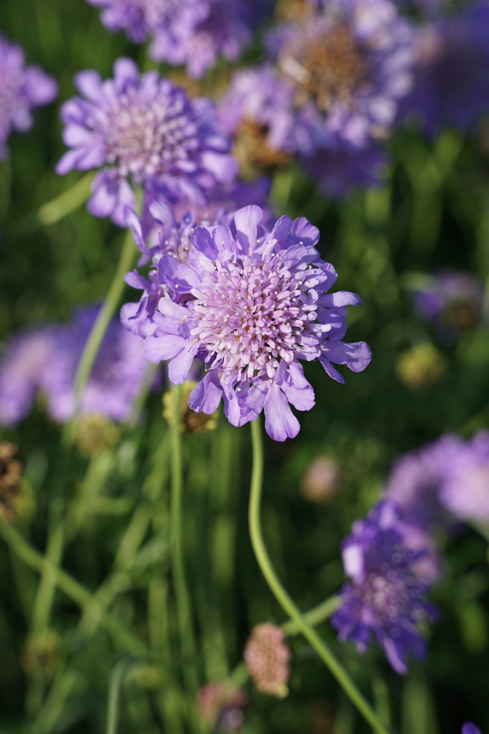 4189_scabiosa_columbaria_butterfly_blue_SS_003.jpeg