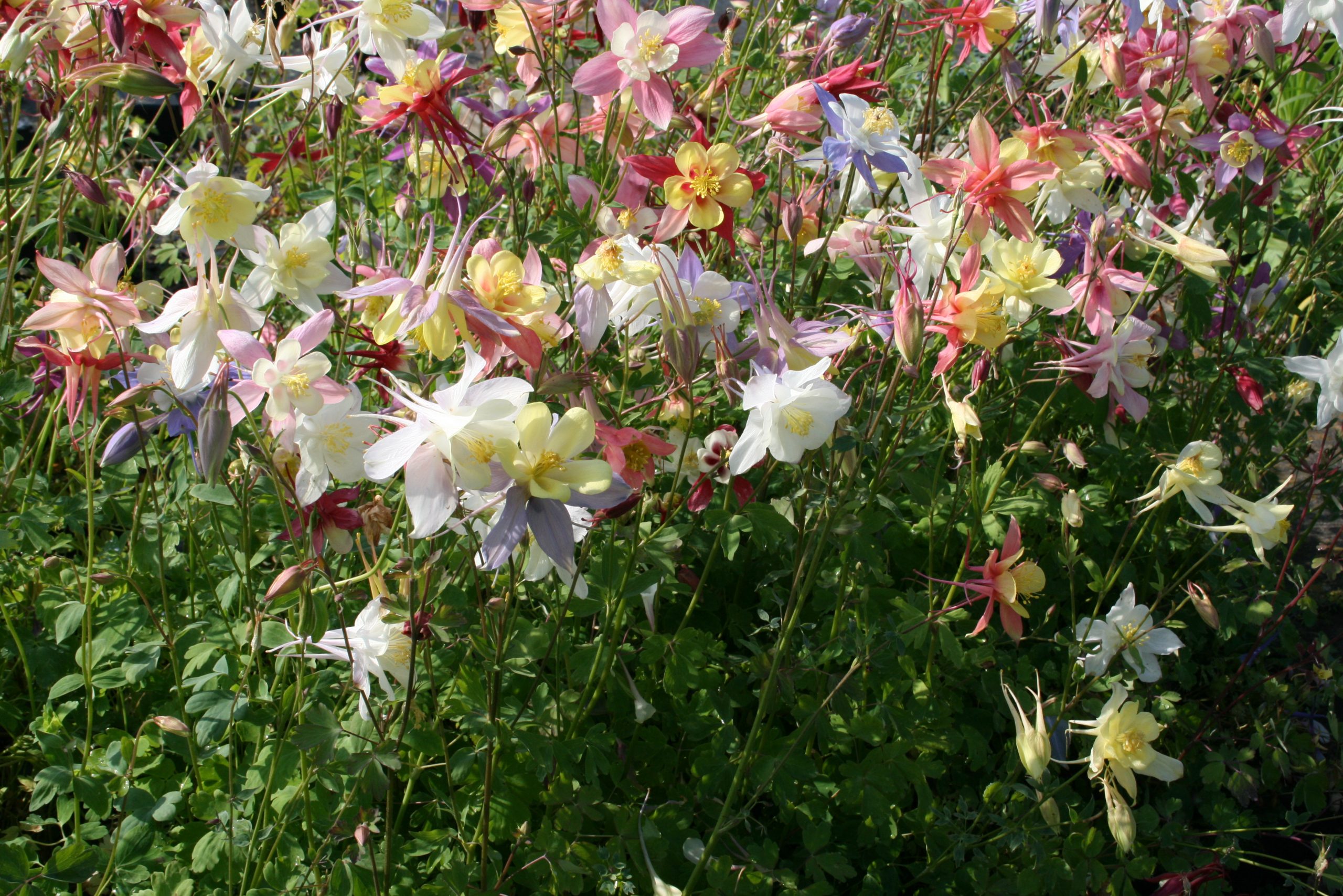 418_aquilegia_caerulea_biedermeier_SS_001.jpeg