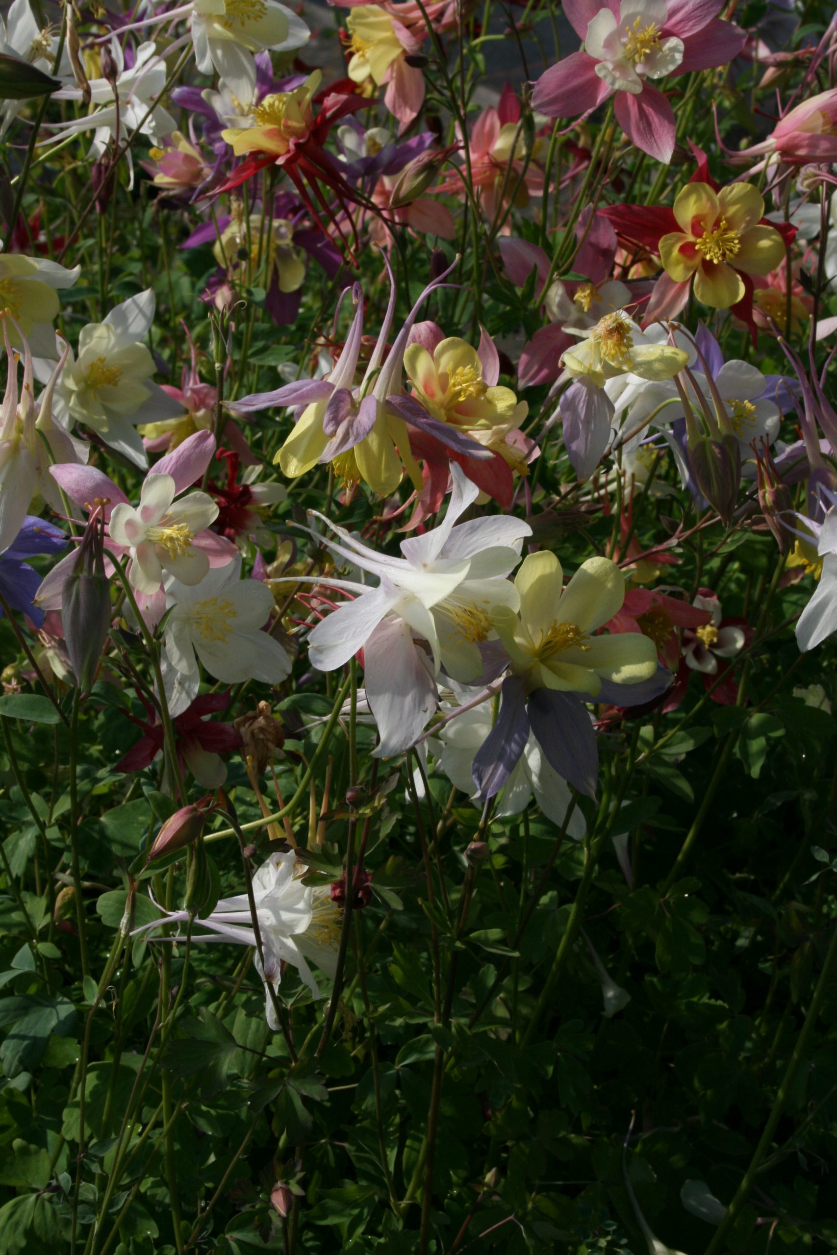 419_aquilegia_caerulea_biedermeier_SS_002.jpeg