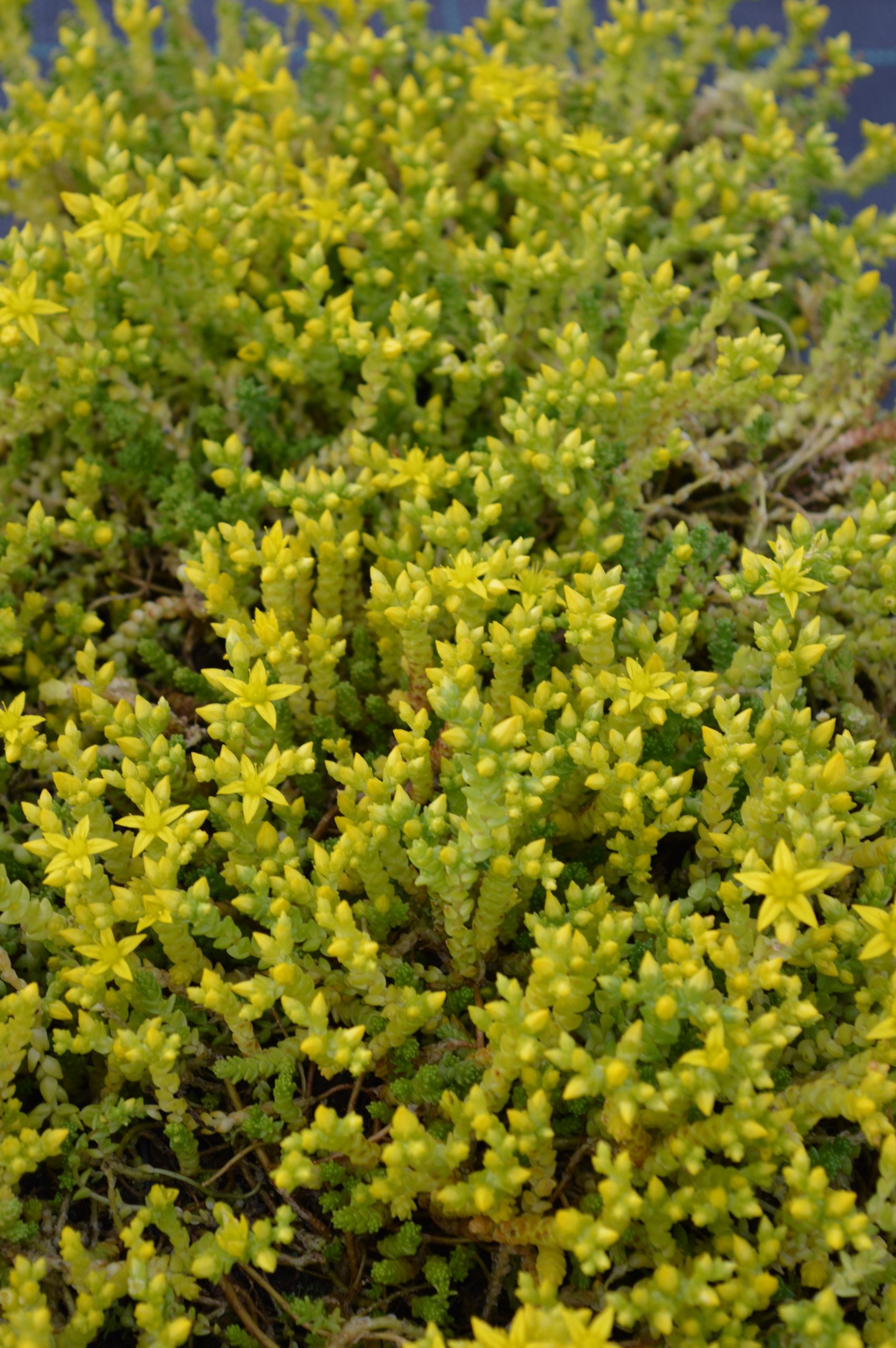 4204_sedum_acre_SS_001-1.jpeg