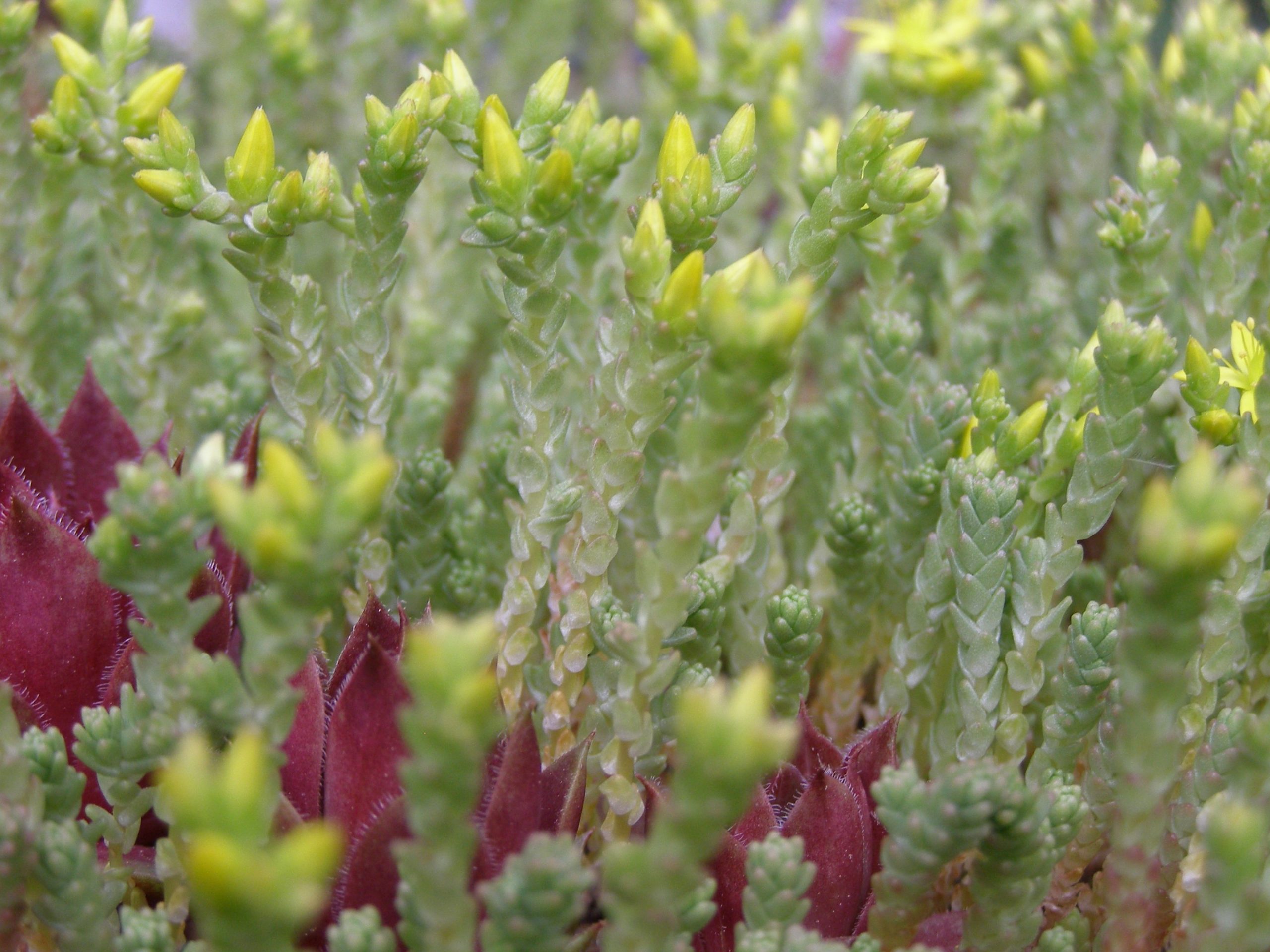 4205_sedum_acre_XS_002-1.jpeg