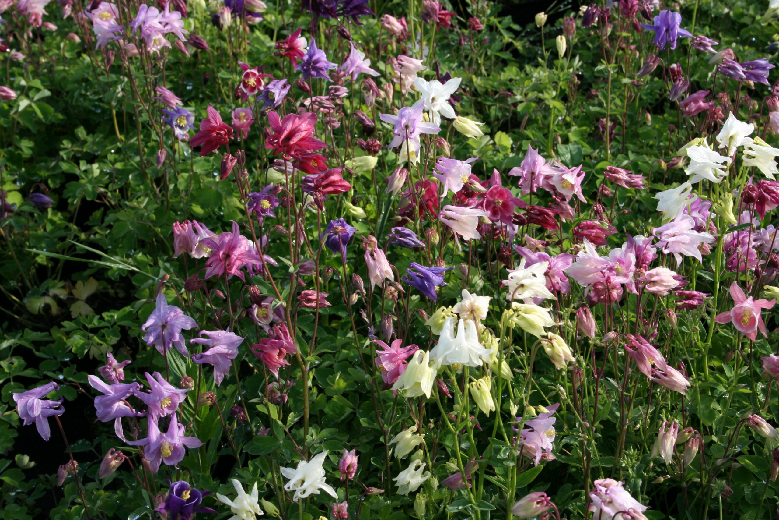 420_aquilegia_caerulea_biedermeier_SS_003.jpeg