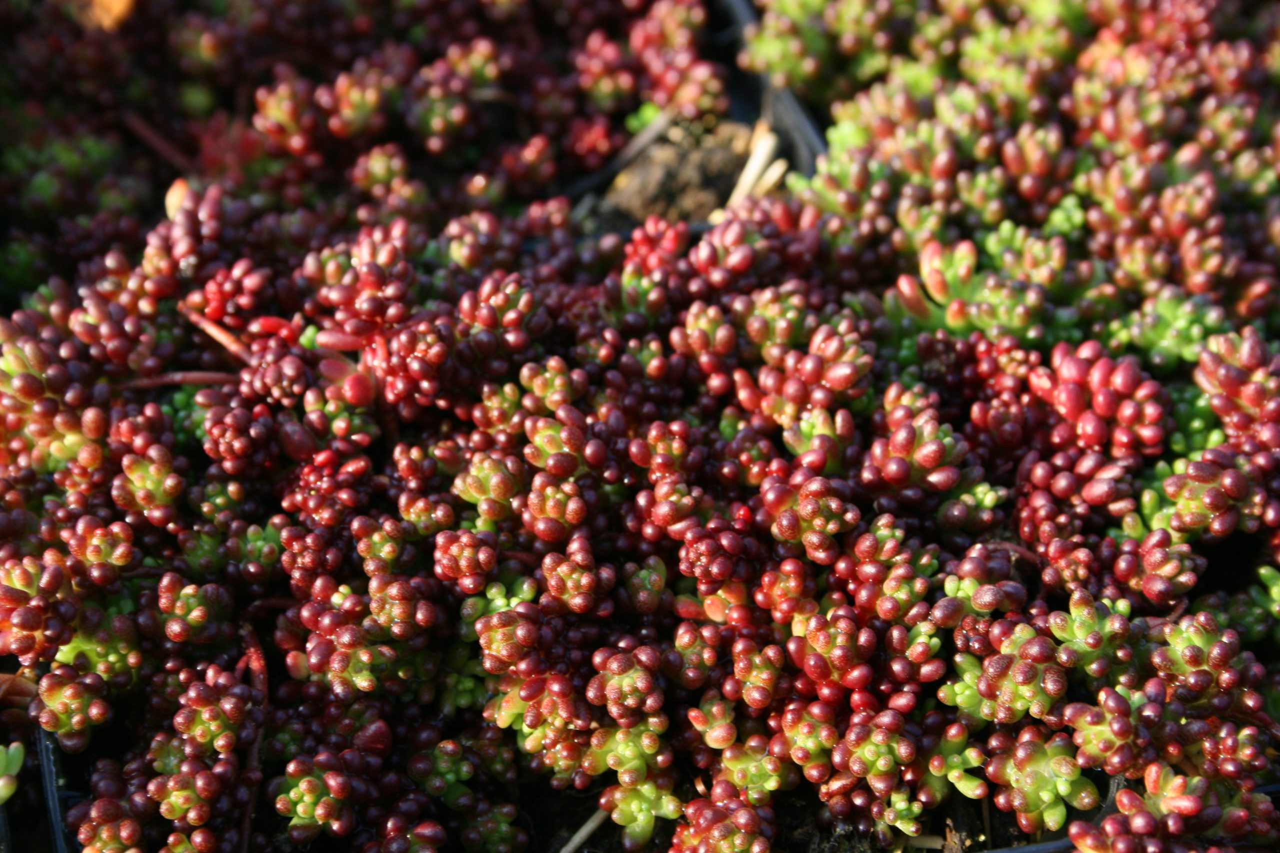 4212_sedum_album_coral_carpet_SS_001.jpeg