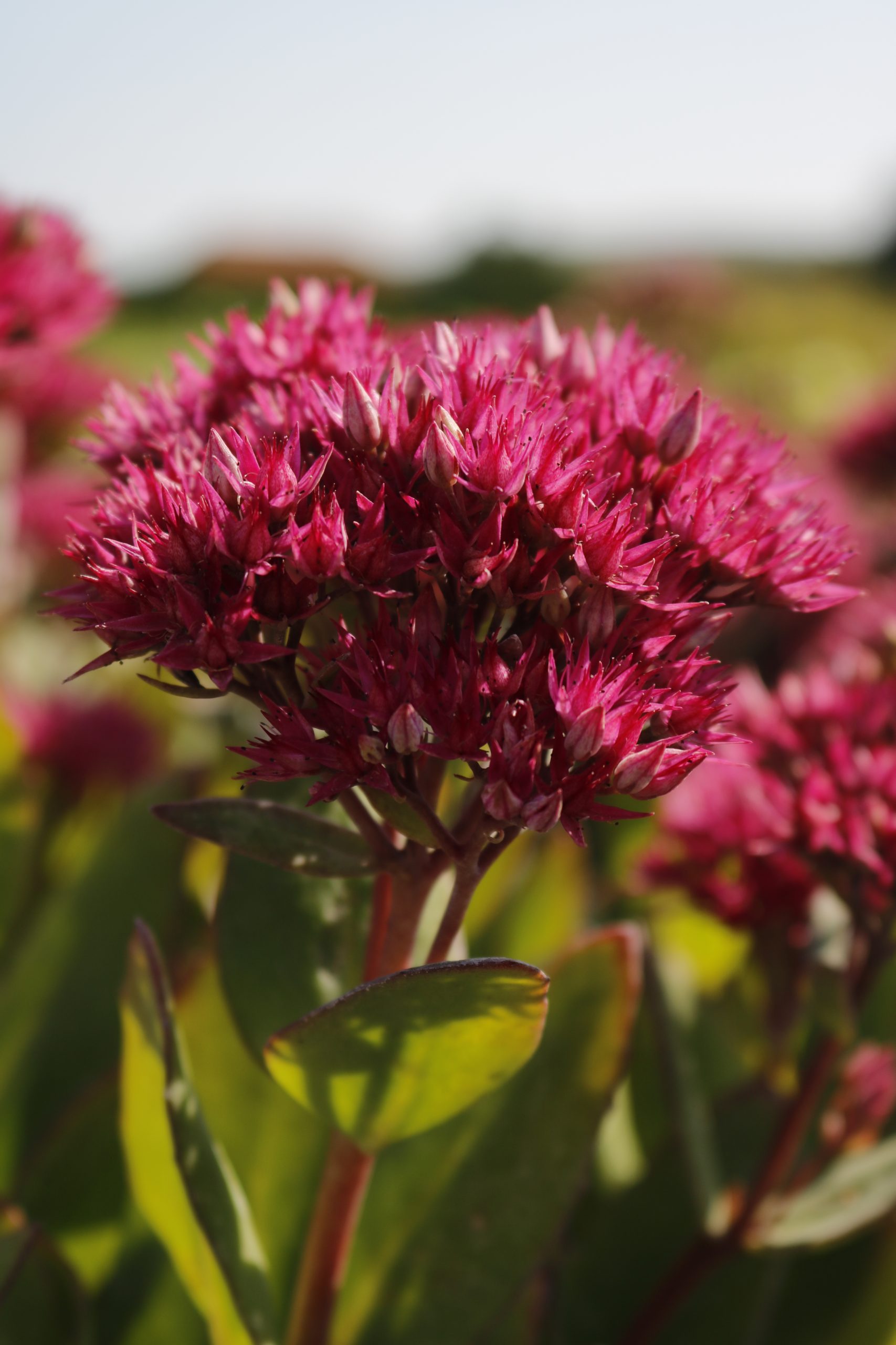 4225_sedum_cultorum_class_act_XS_004.jpeg