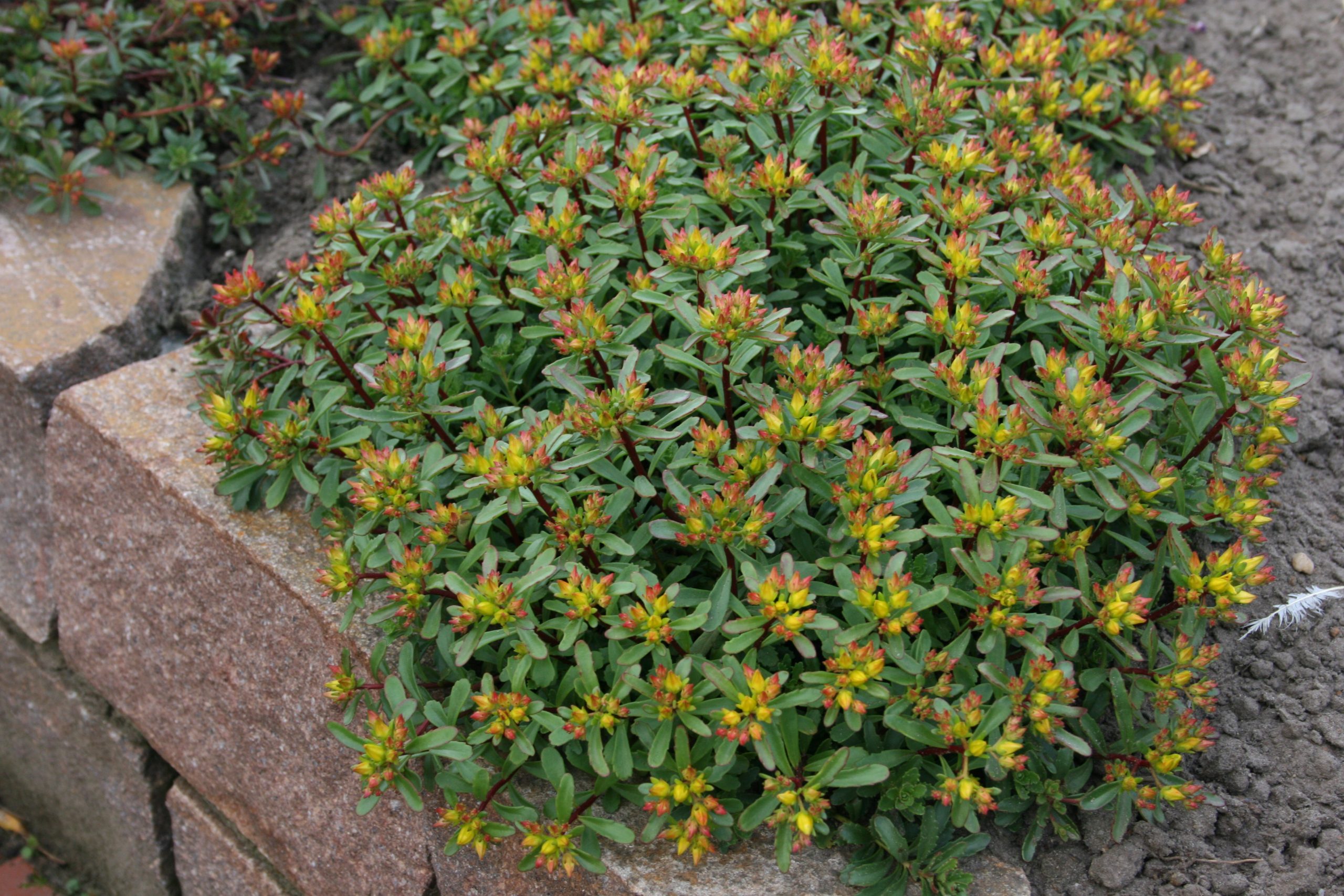 4226_sedum_floriferum_weihenstephaner_gold_SS_001-1.jpeg