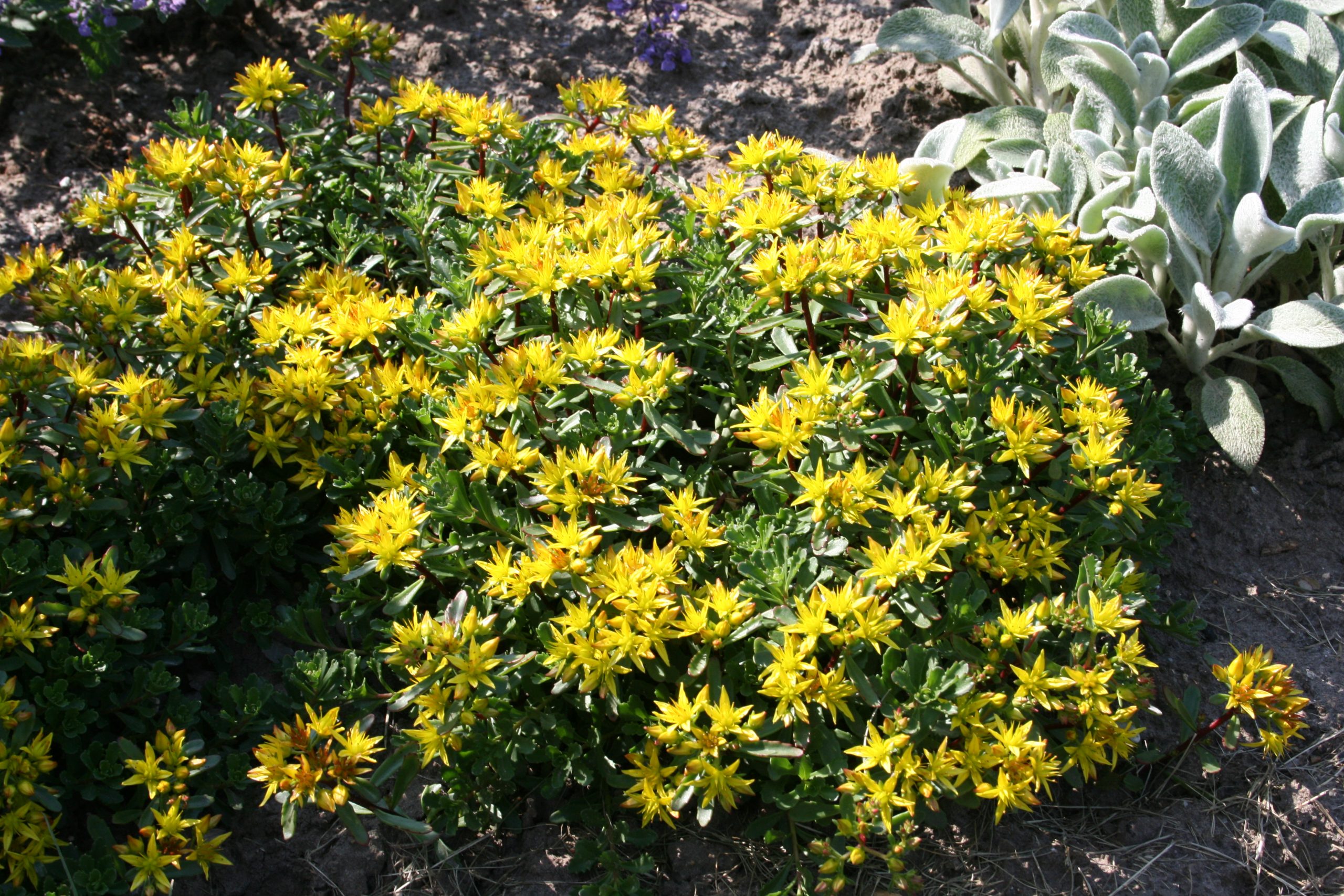 4227_sedum_floriferum_weihenstephaner_gold_SS_002-1.jpeg