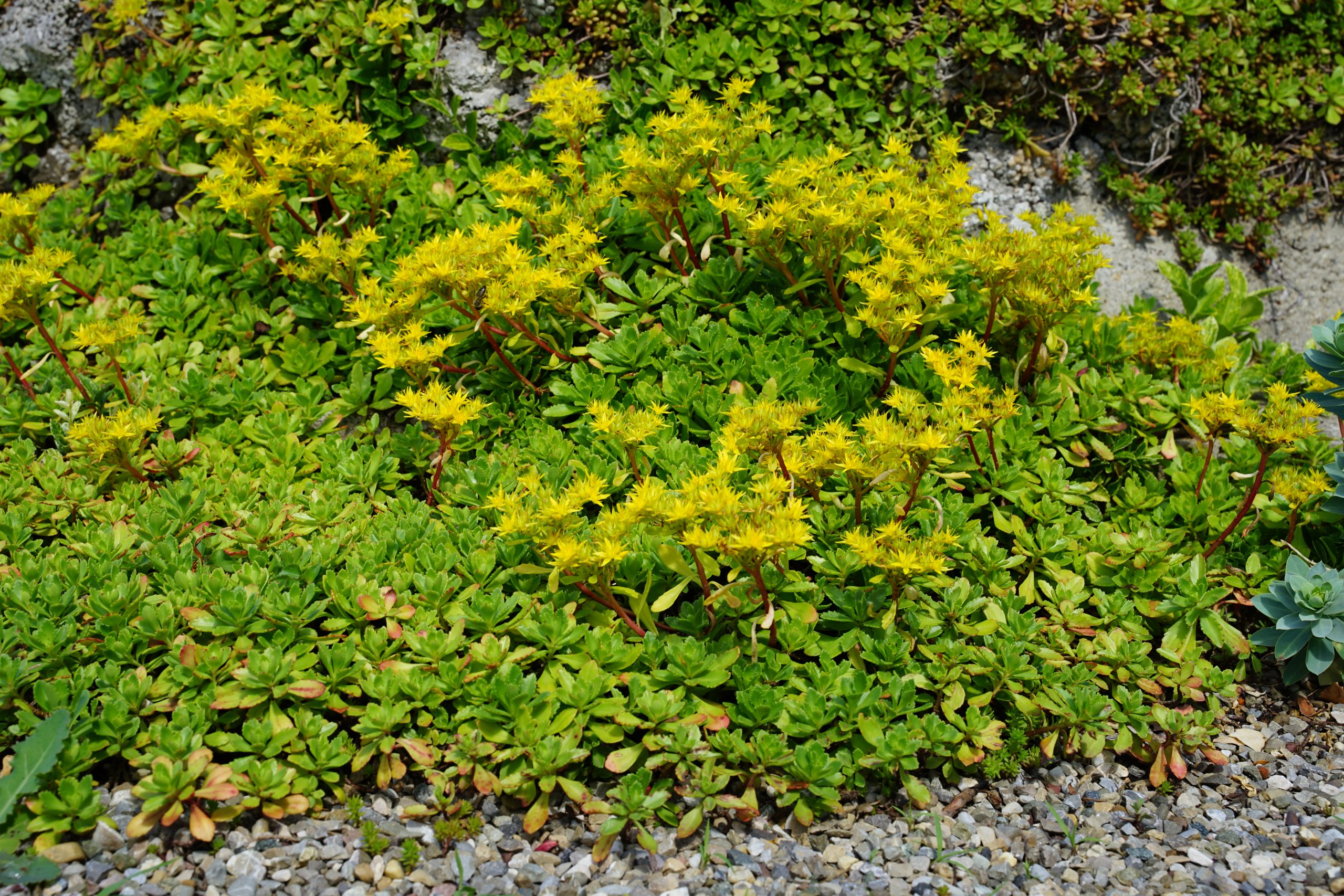 4232_sedum_hybridum_immergrunchen_SS_003-1.jpeg