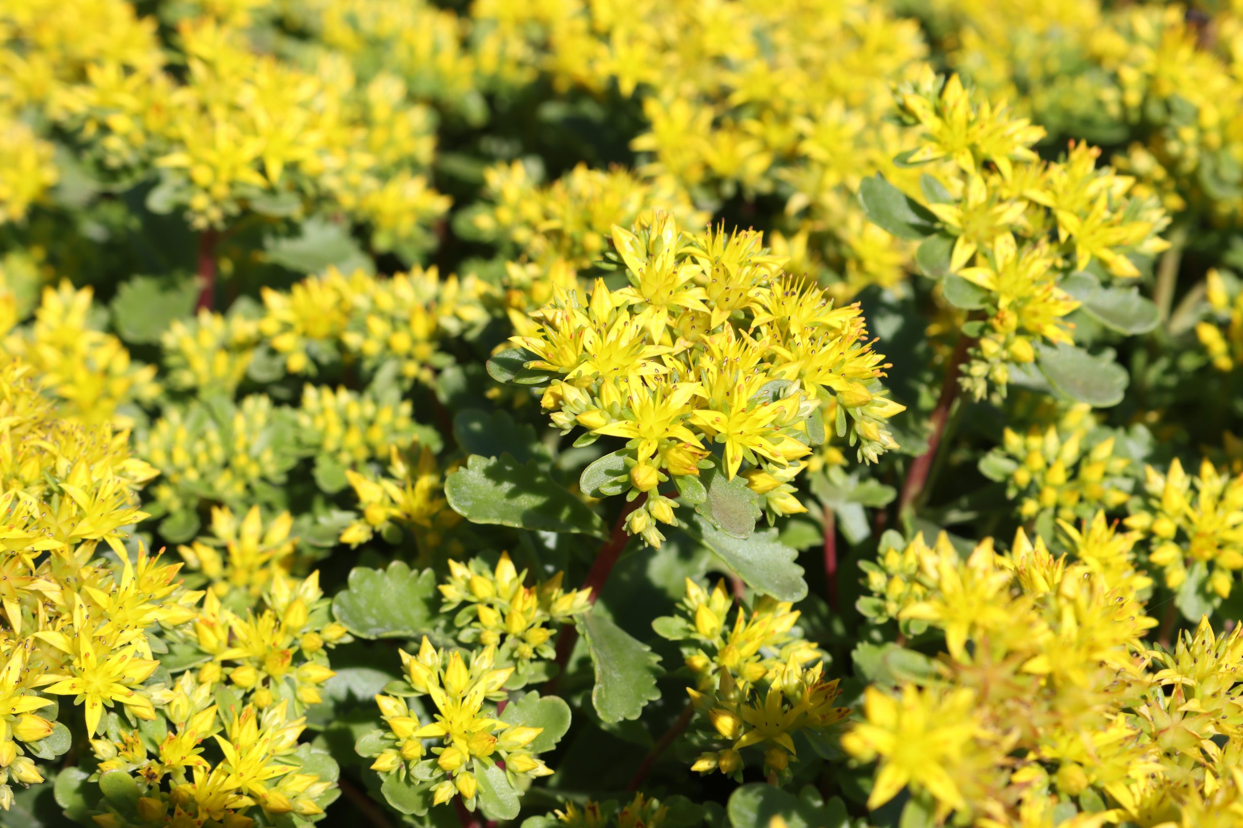 4233_sedum_hybridum_immergrunchen_XS_004-1.jpeg