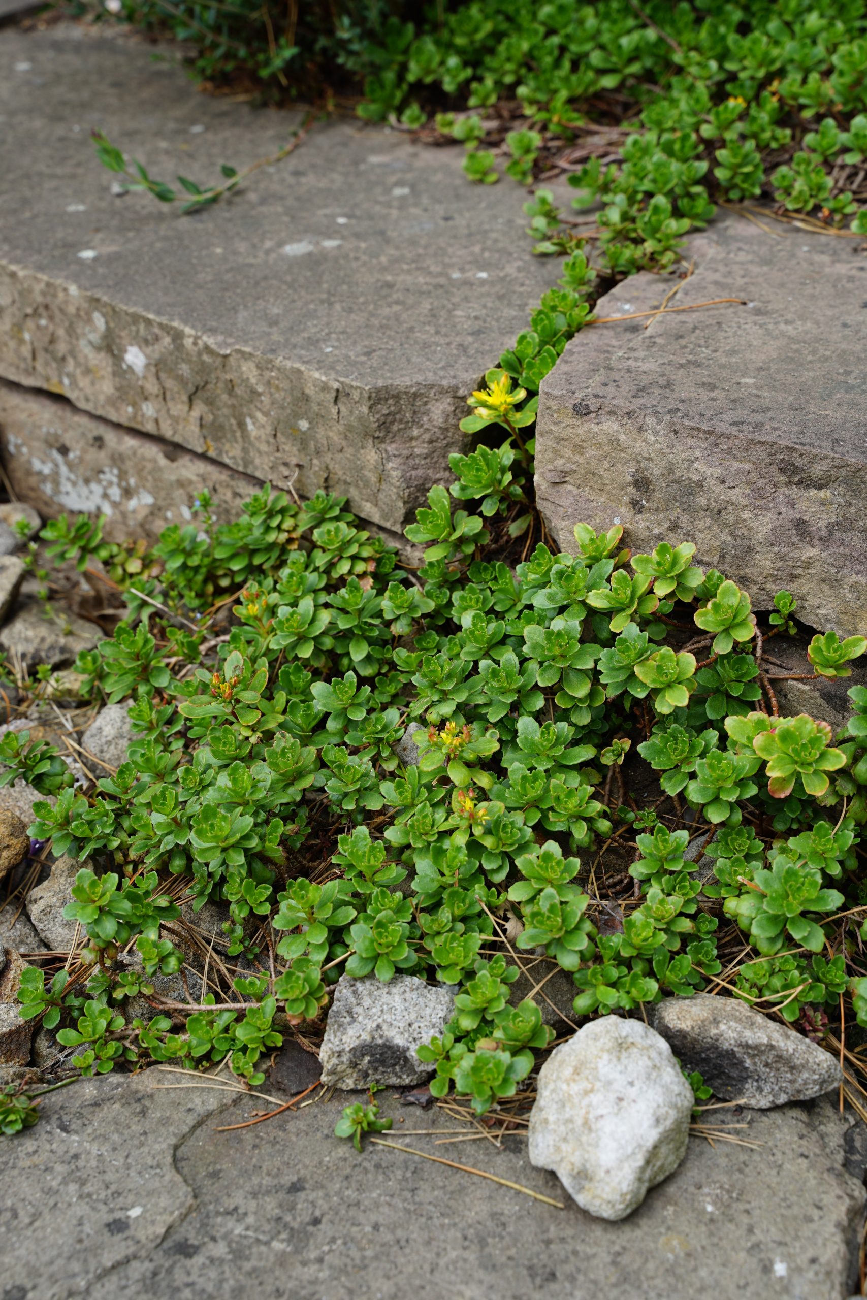 4234_sedum_hybridum_immergrunchen_SS_005-1.jpeg