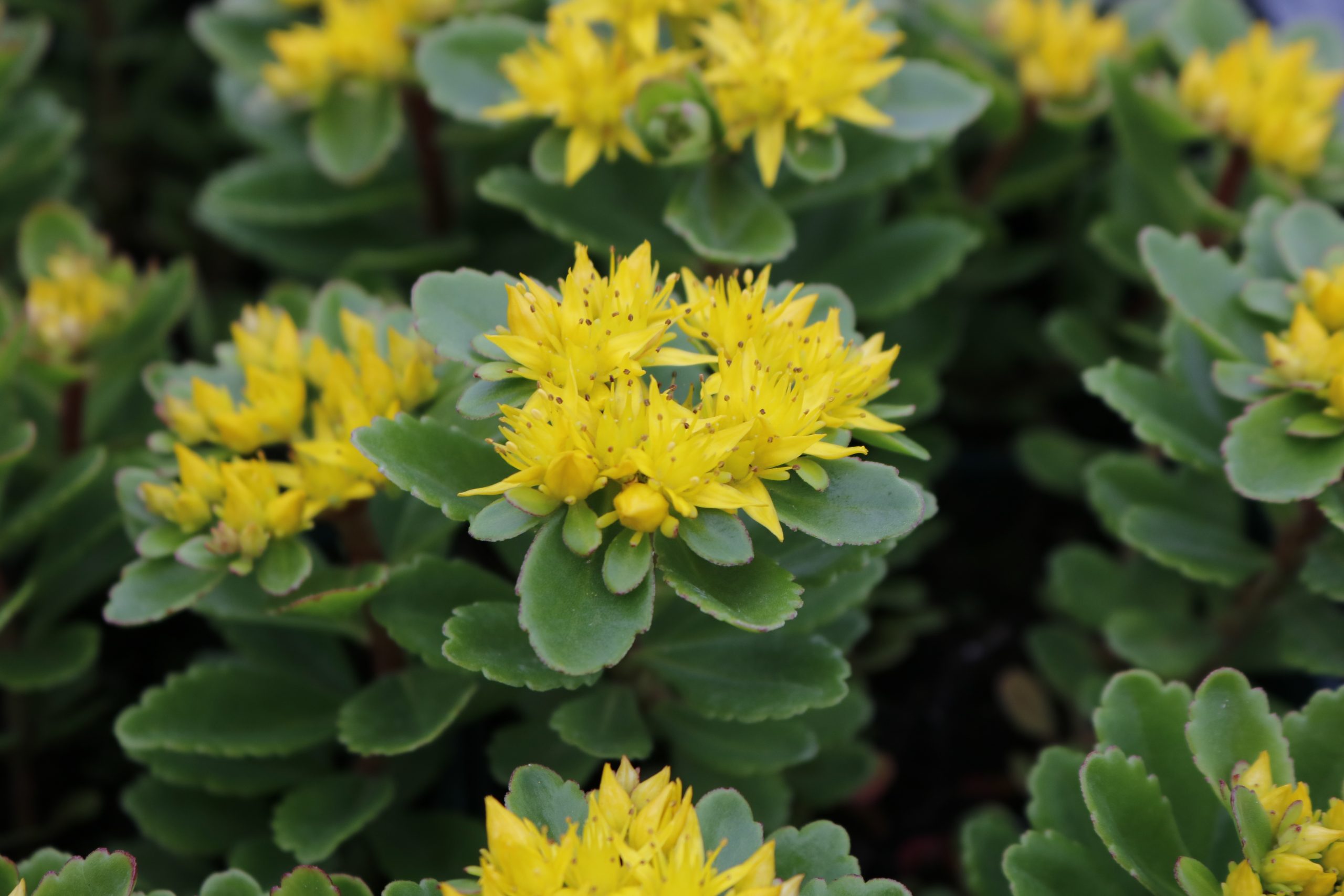 4235_sedum_kamtschaticum_teradaki_XS_001-1.jpeg