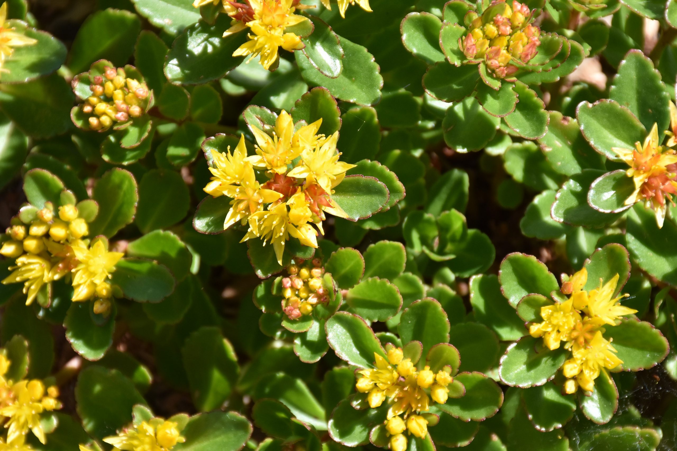 4236_sedum_kamtschaticum_teradaki_XS_002-1.jpeg