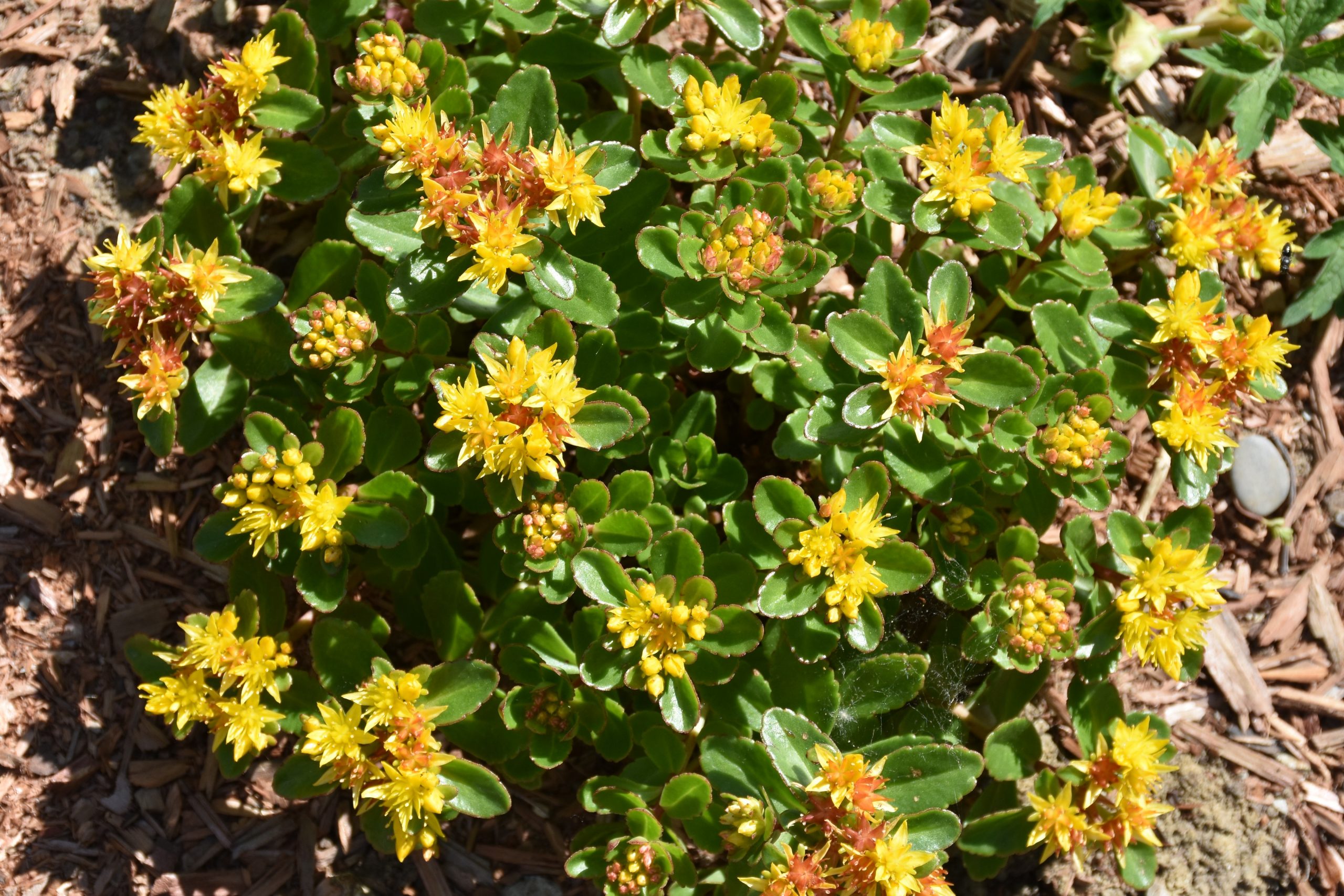 4237_sedum_kamtschaticum_teradaki_XS_003-1.jpeg
