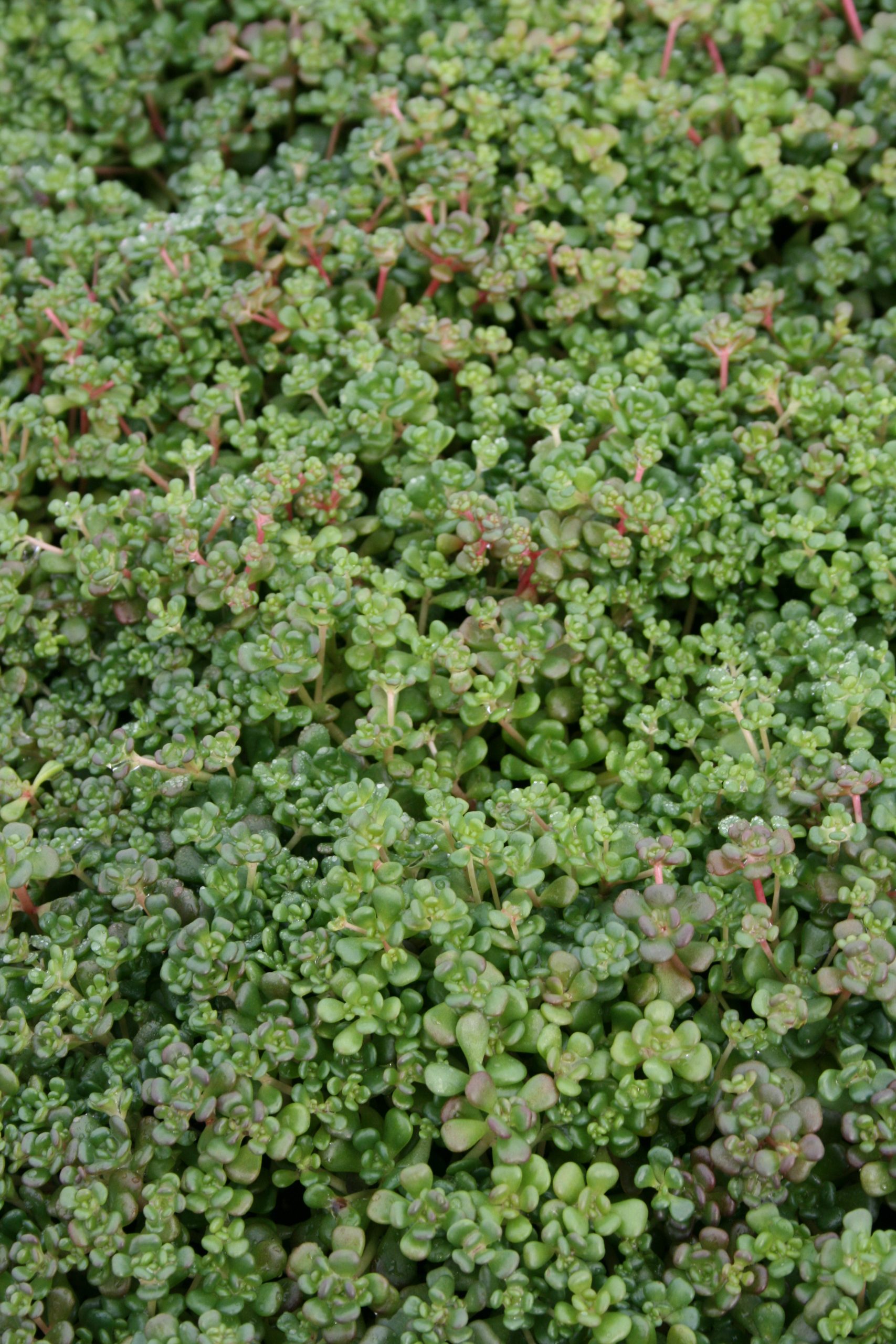 4238_sedum_oreganum_SS_001.jpeg