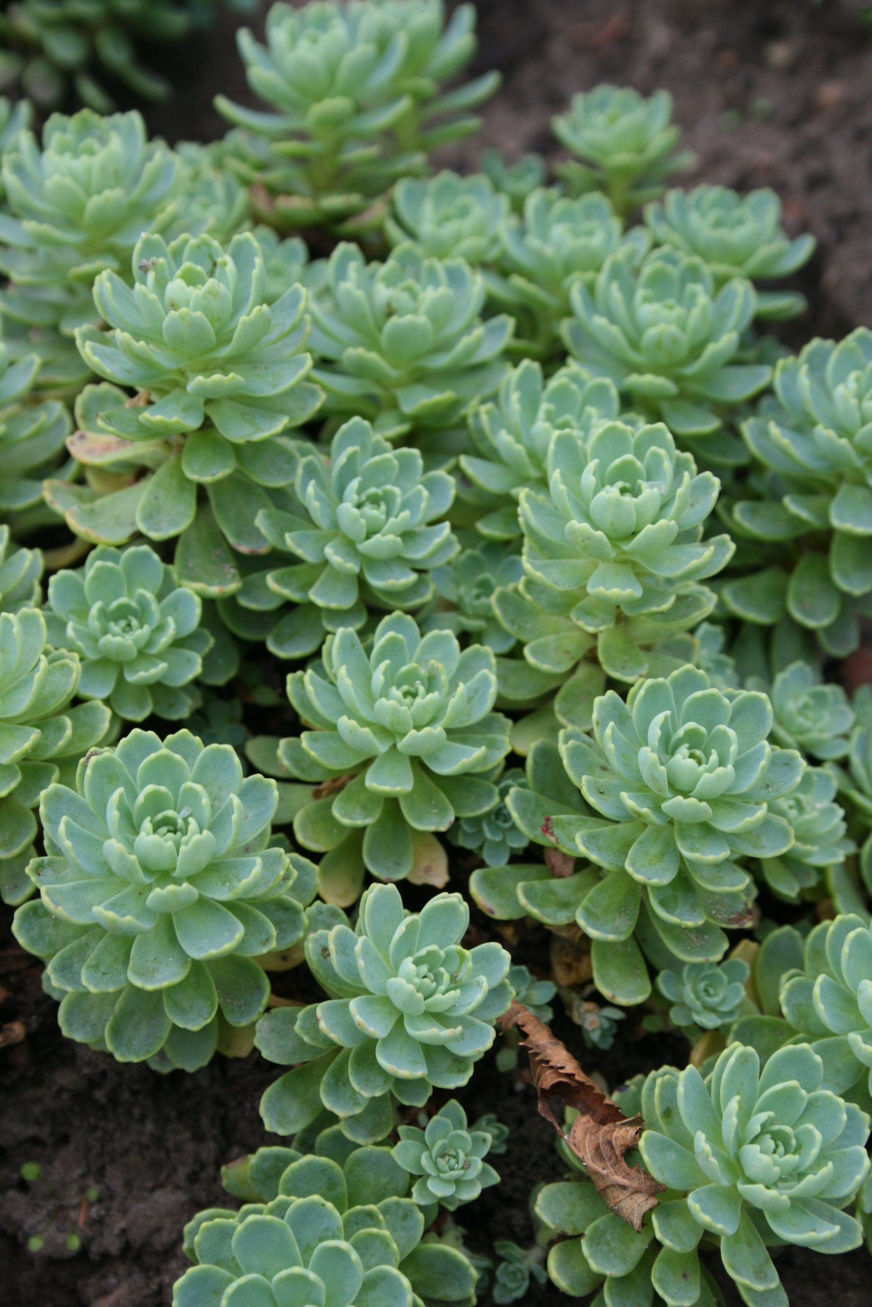 4239_sedum_pachyclados_SS_001-1.jpeg