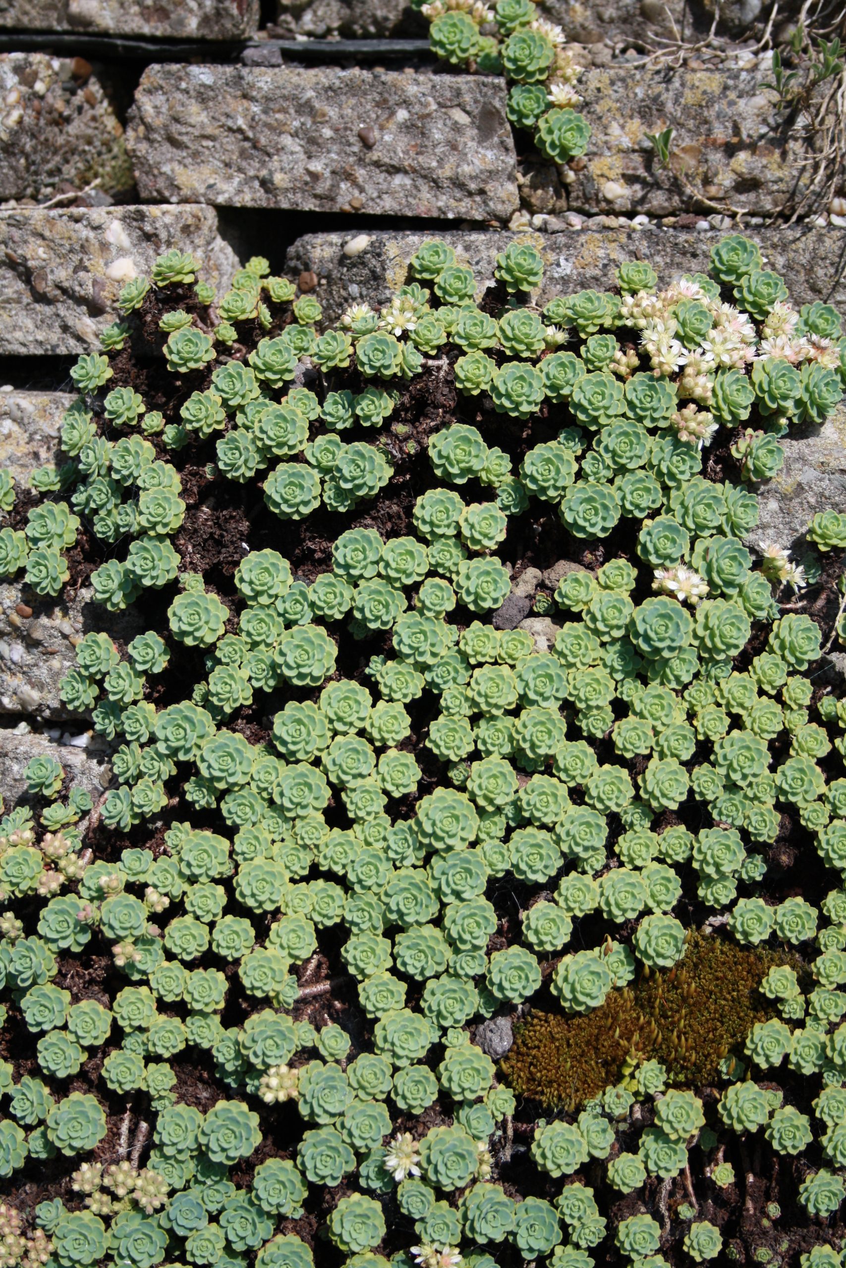 4240_sedum_pachyclados_SS_002-1.jpg