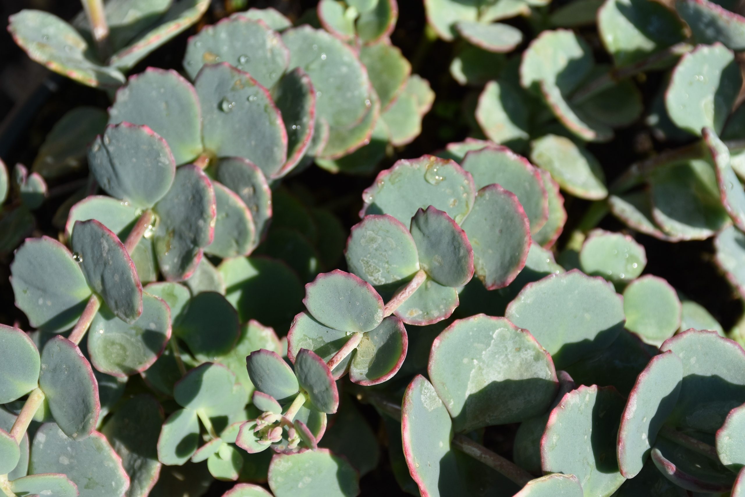 4252_sedum_sieboldii_XS_001-1.jpeg