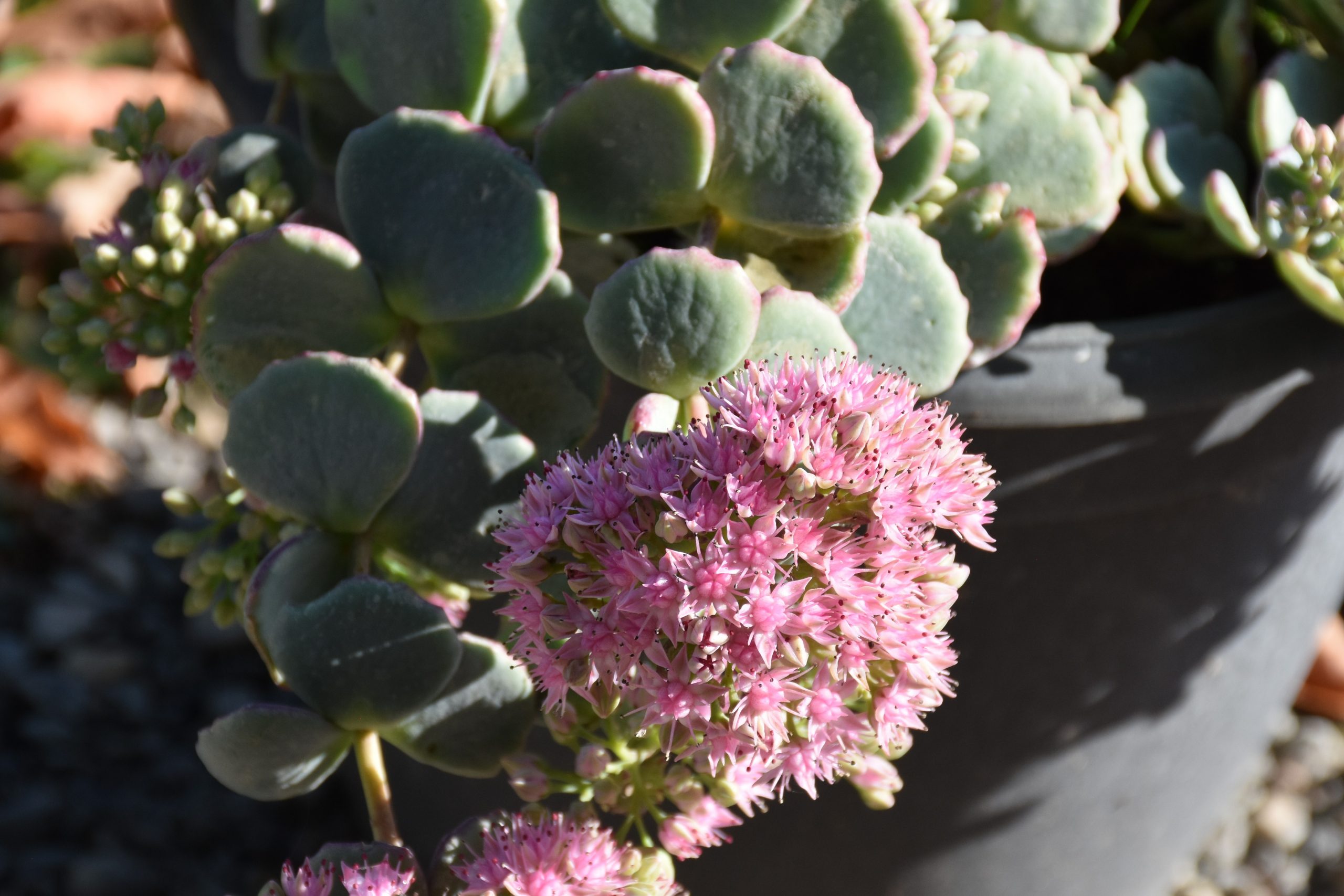 4253_sedum_sieboldii_XS_002-1.jpeg