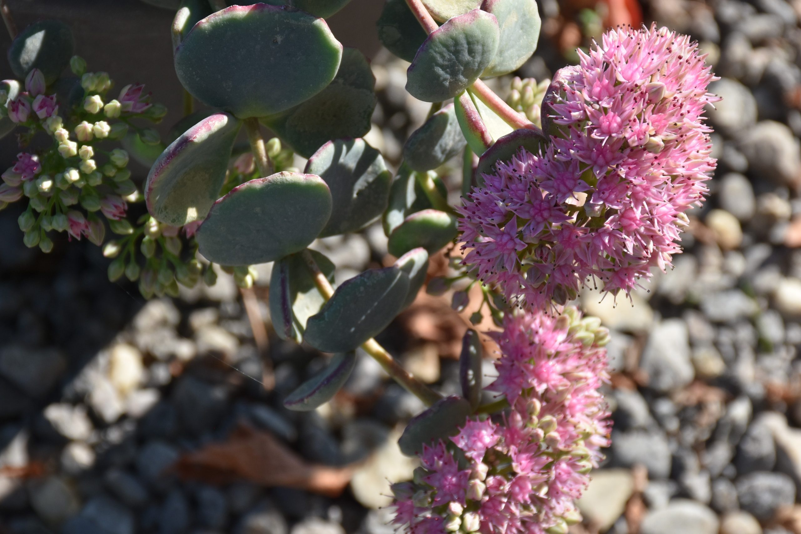 4254_sedum_sieboldii_XS_003-1.jpeg