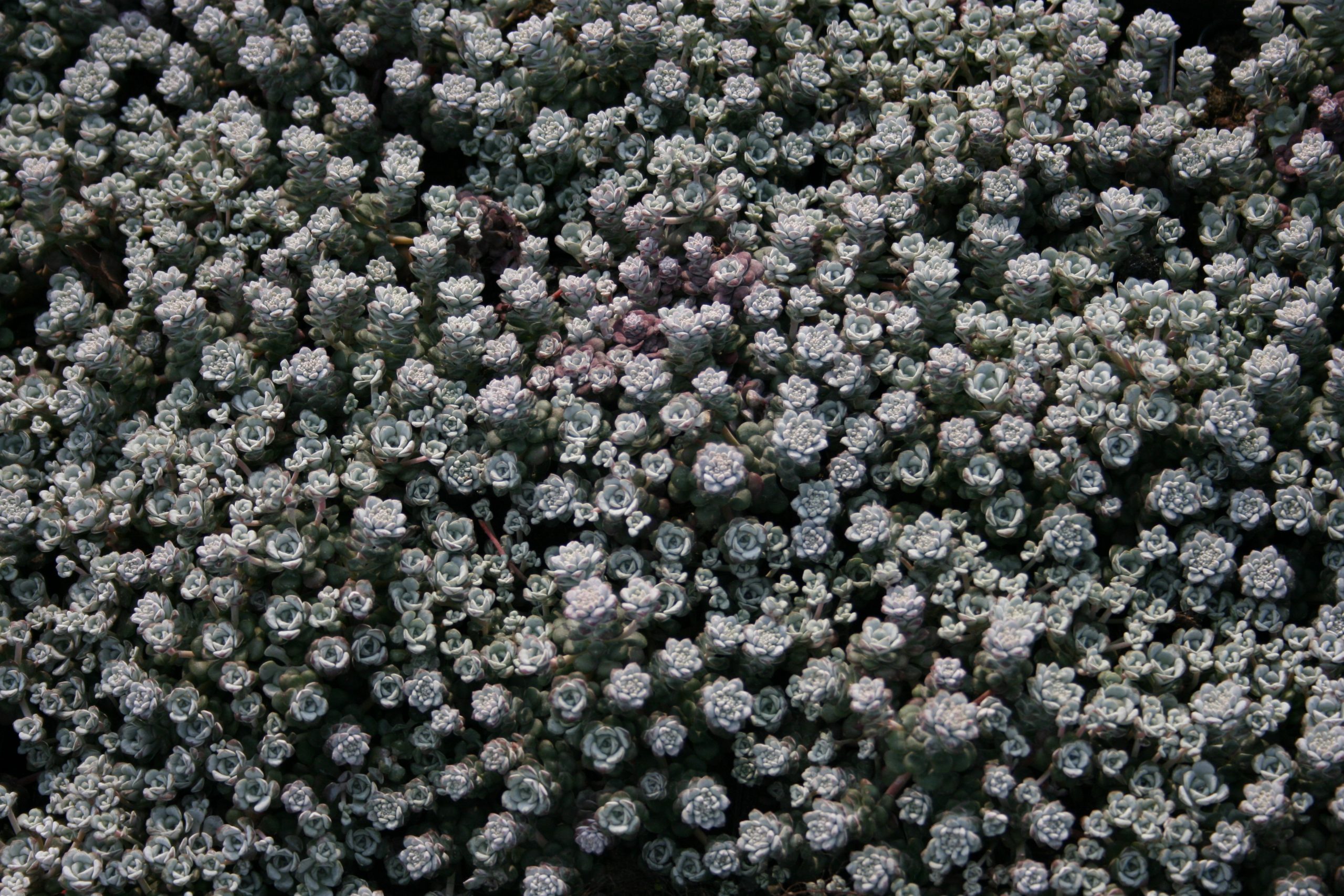 4257_sedum_spathulifolium_cape_blanco_SS_001-1.jpeg