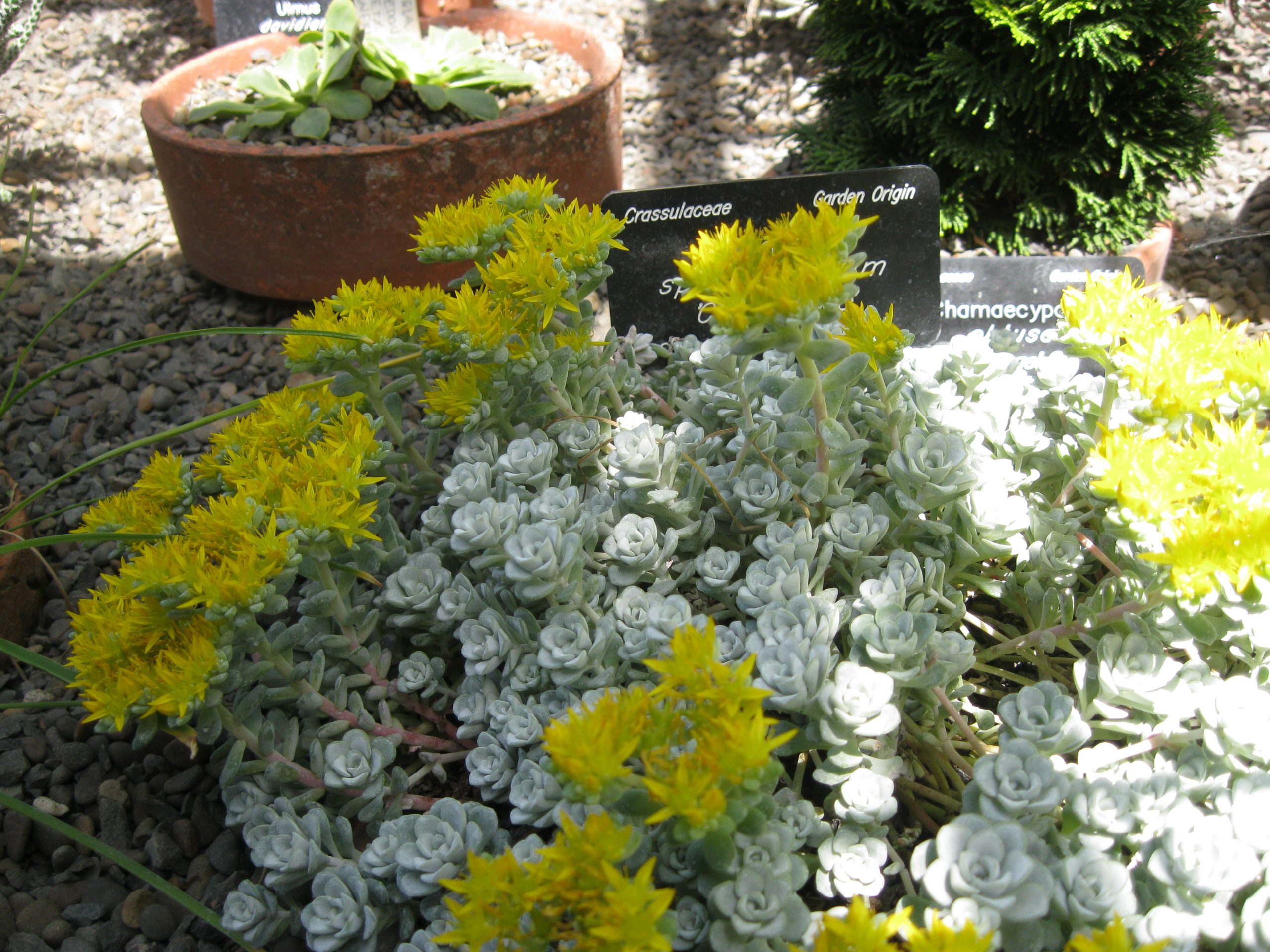 4259_sedum_spathulifolium_cape_blanco_SS_003-1.jpeg