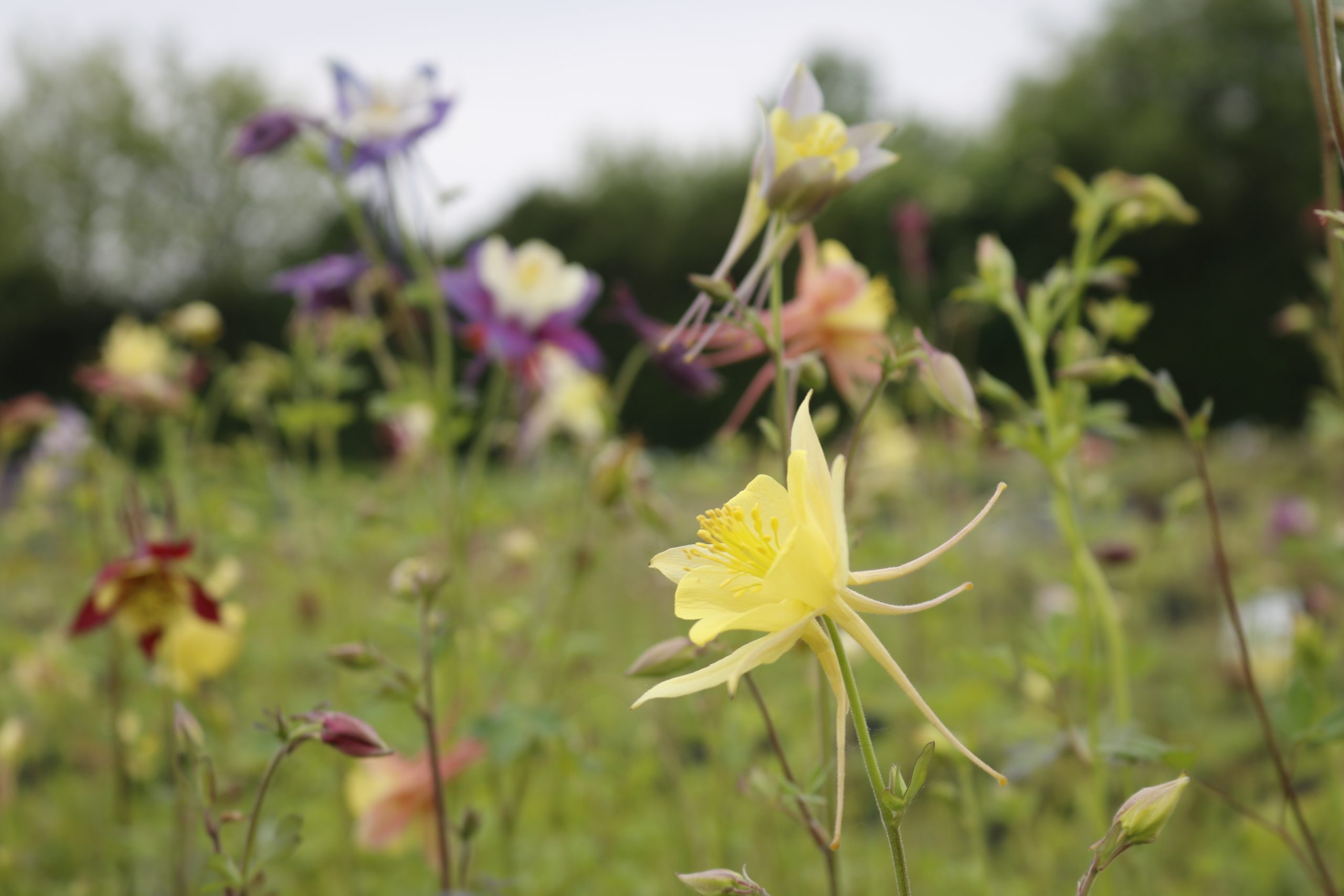 425_aquilegia_caerulea_mckana_XS_001.jpeg